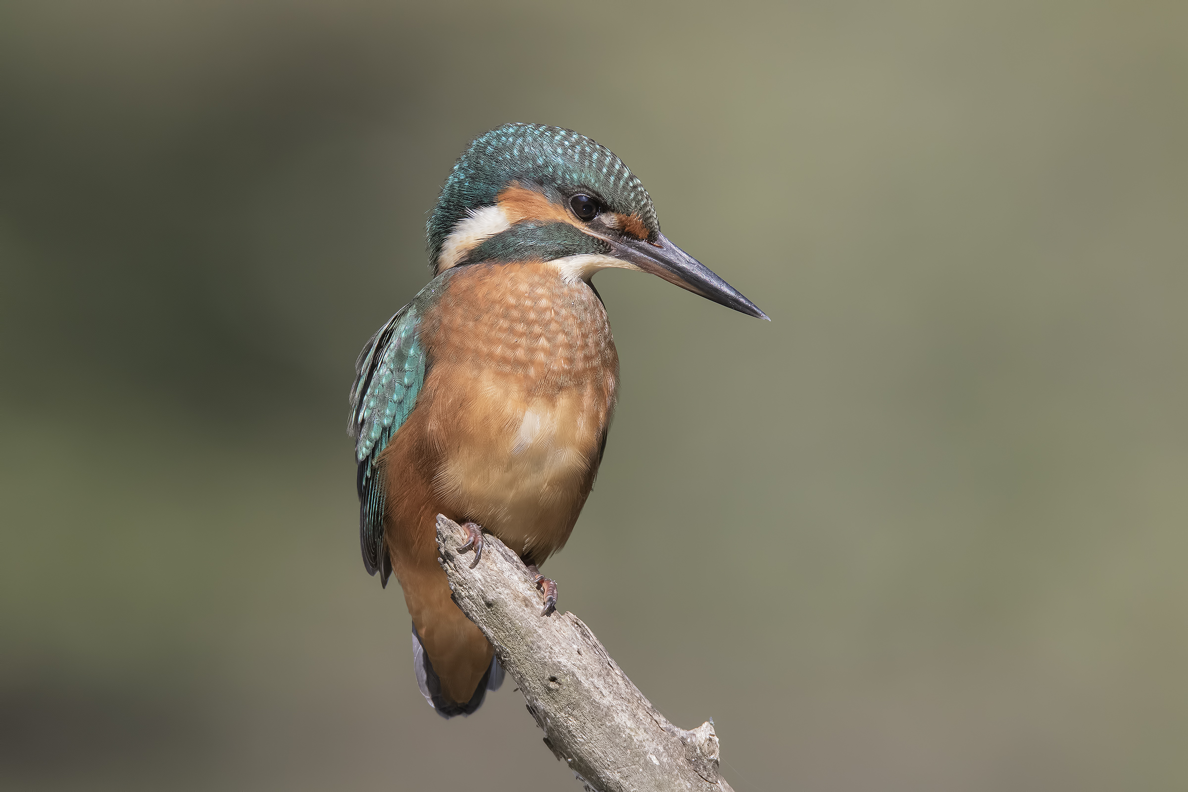 Concentrazione massima