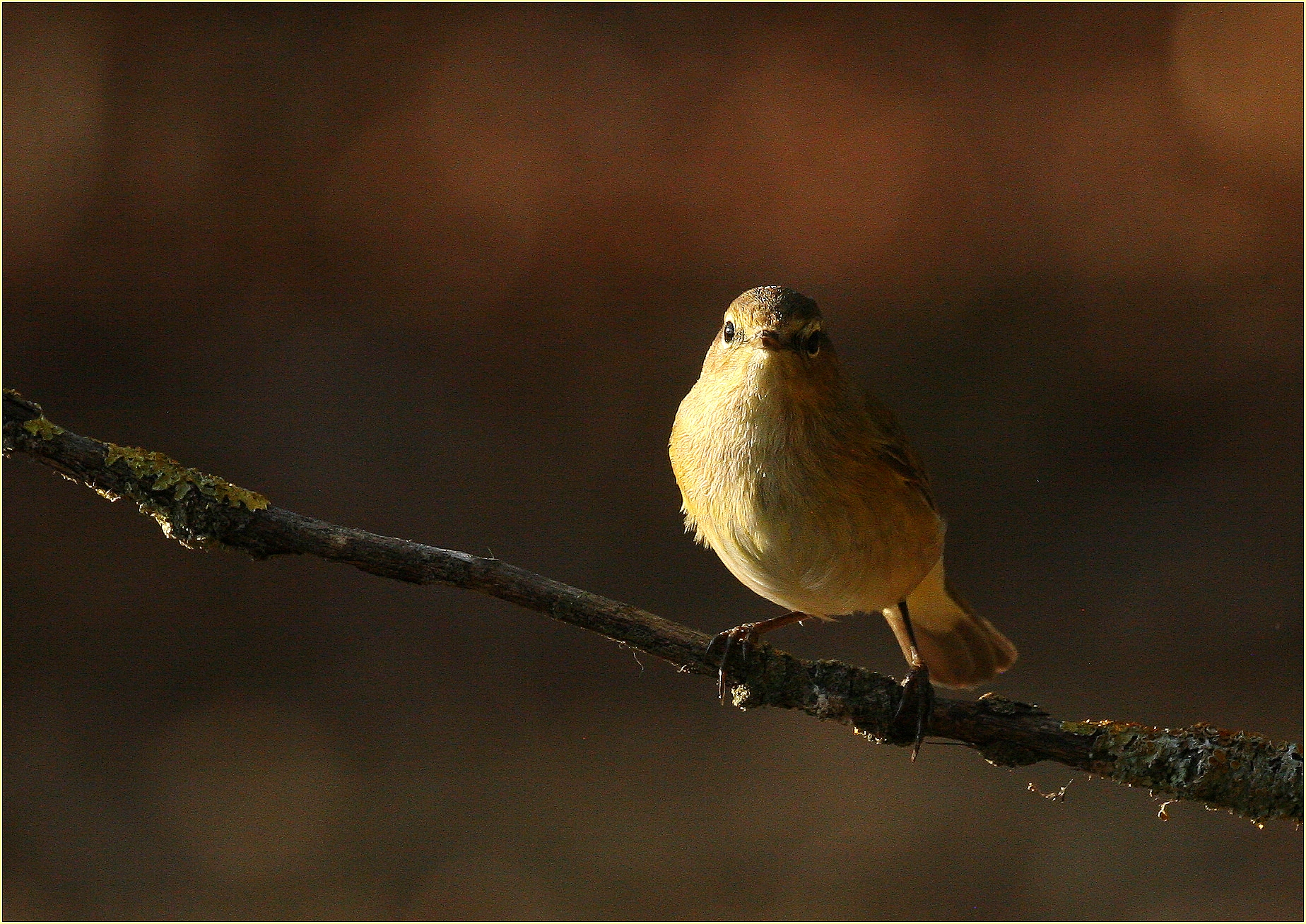 '' The small Luì enjoys the last ray of sunshine ''