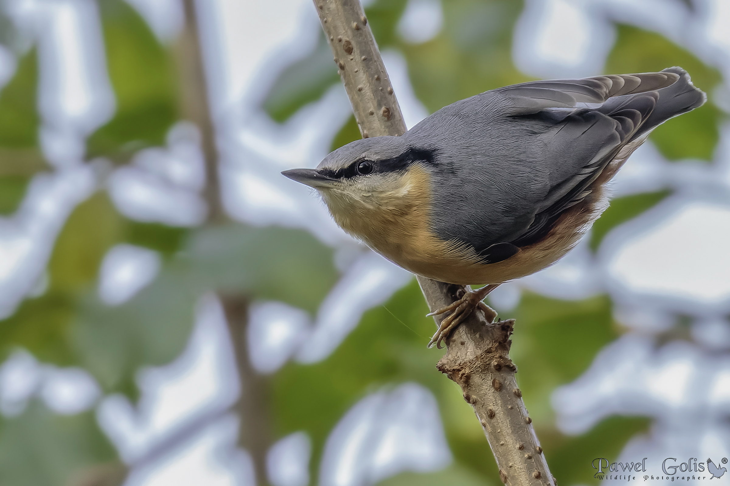 Nuthatch (Sitta europaea)