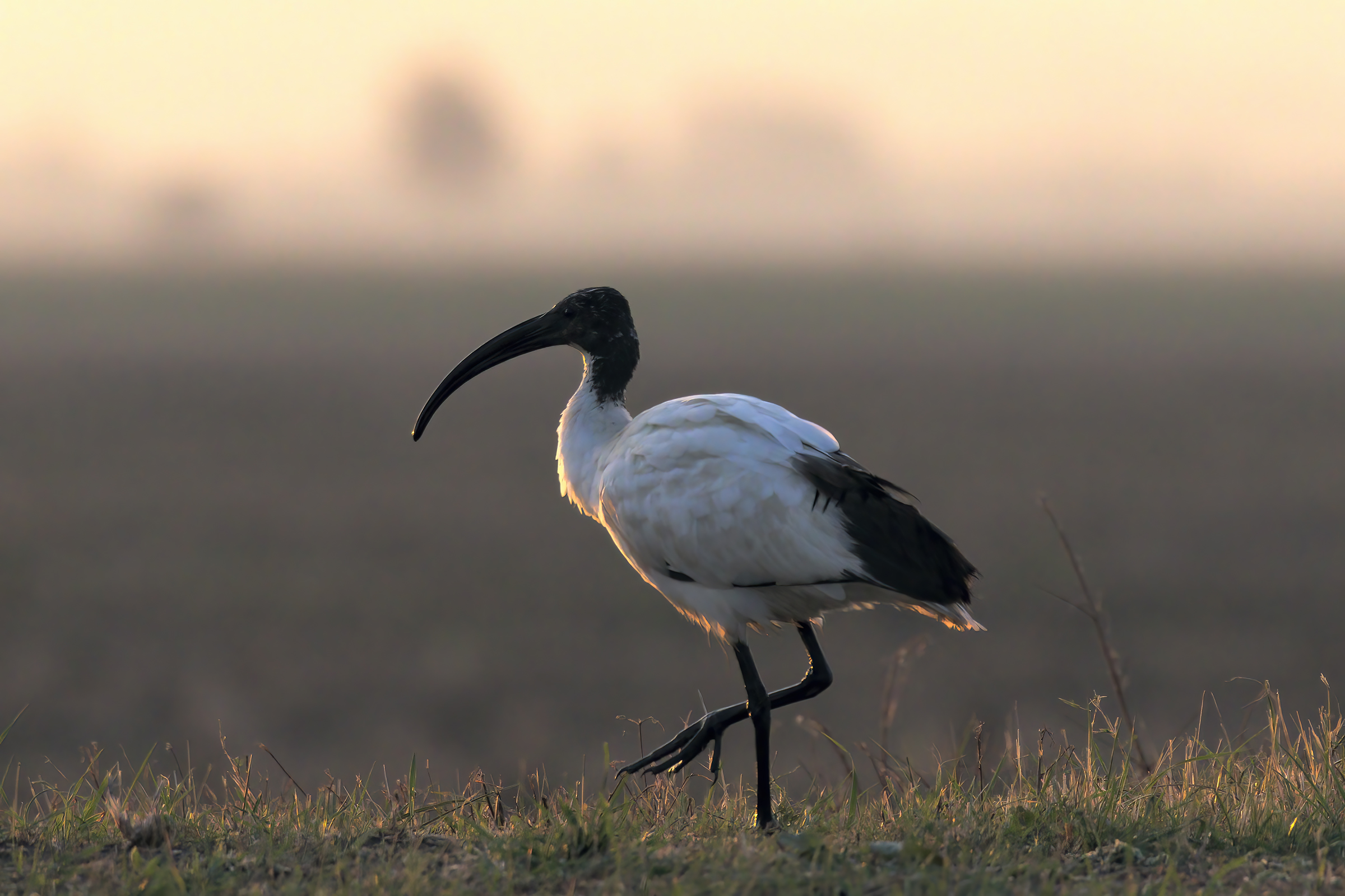 sacred ibis