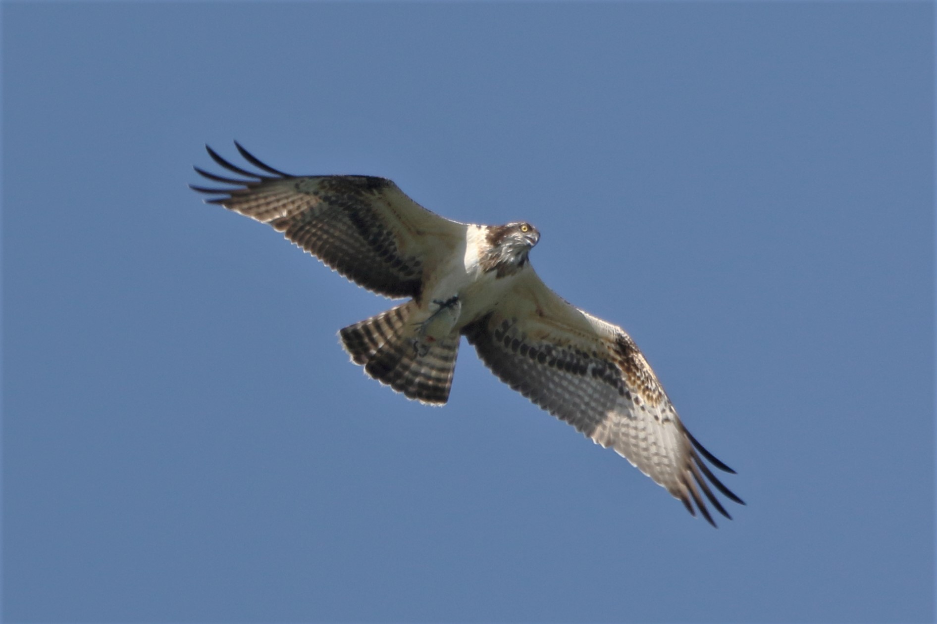 Osprey with prey 231