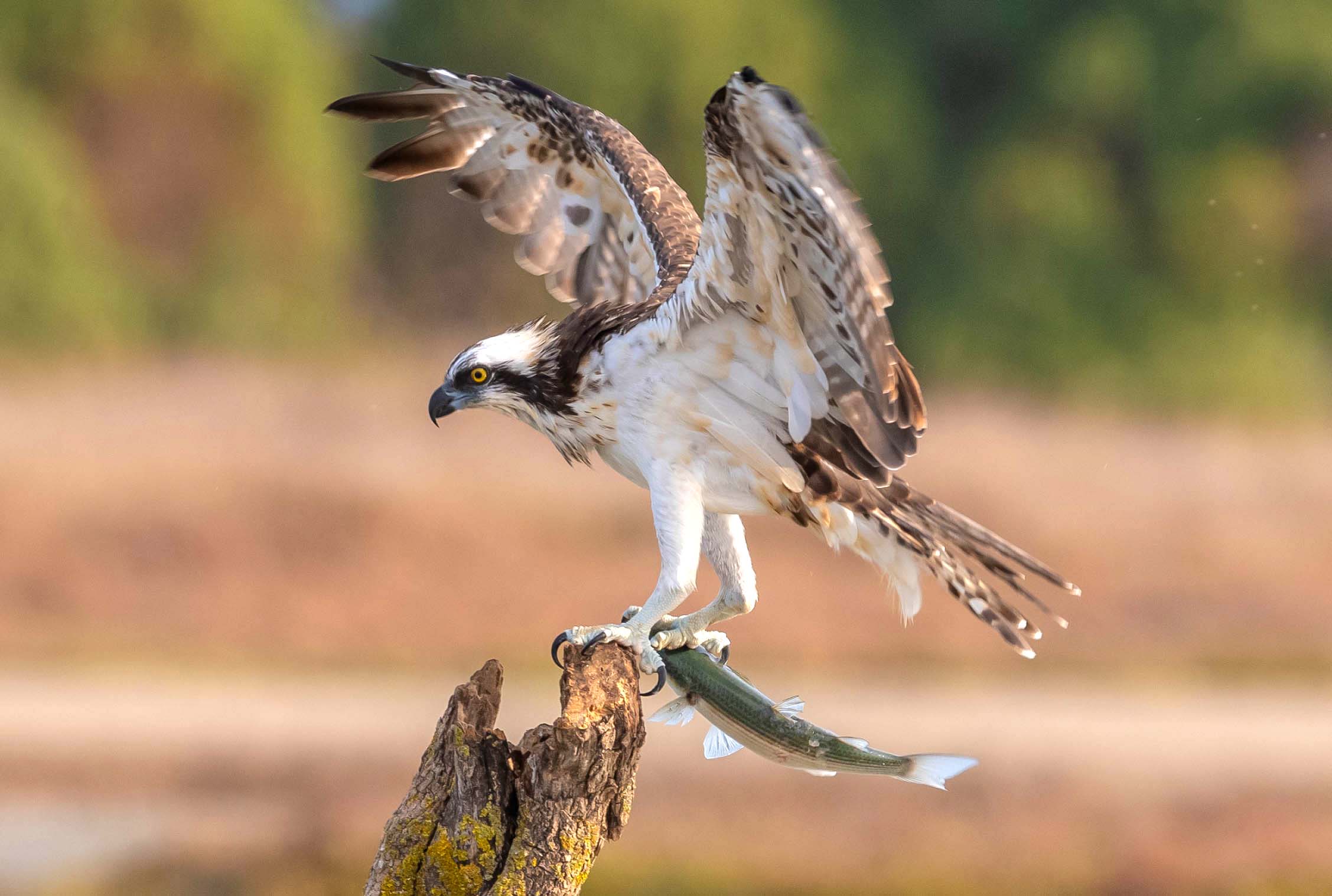 Osprey with prey