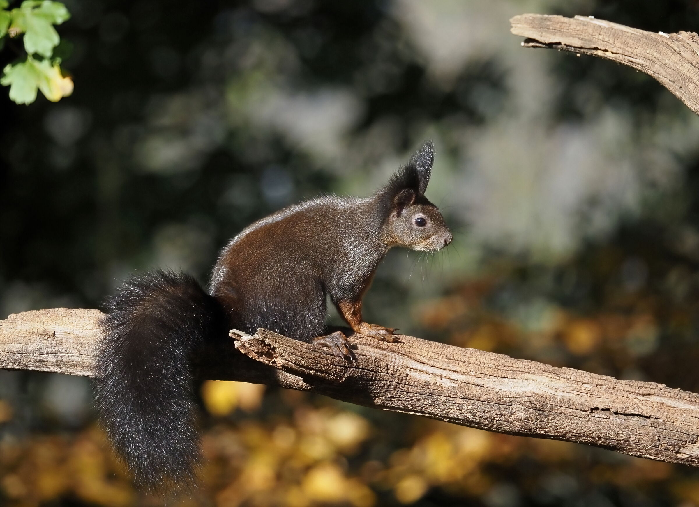 Immerso nell'autunno