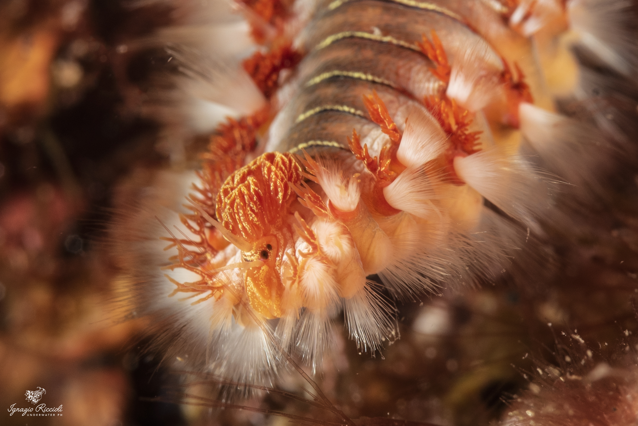 Hermodice carunculata