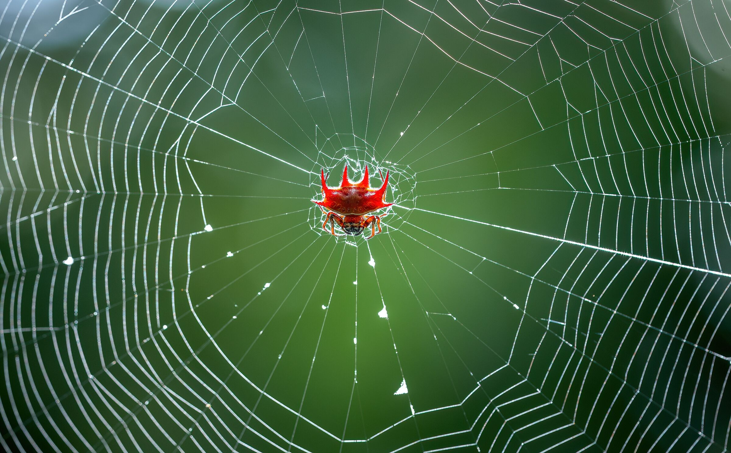 tessitore di sfere spinose