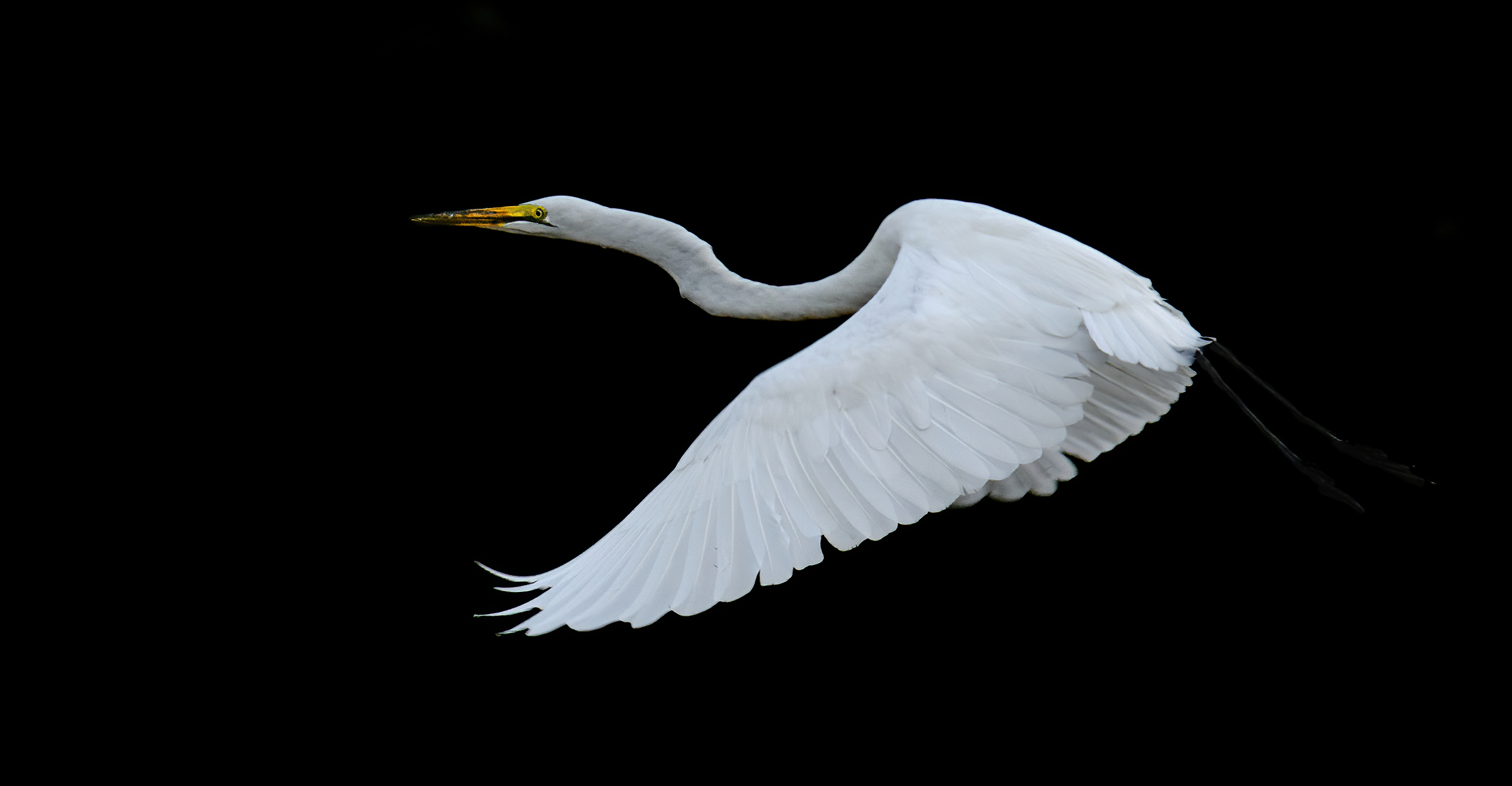 airone bianco maggiore