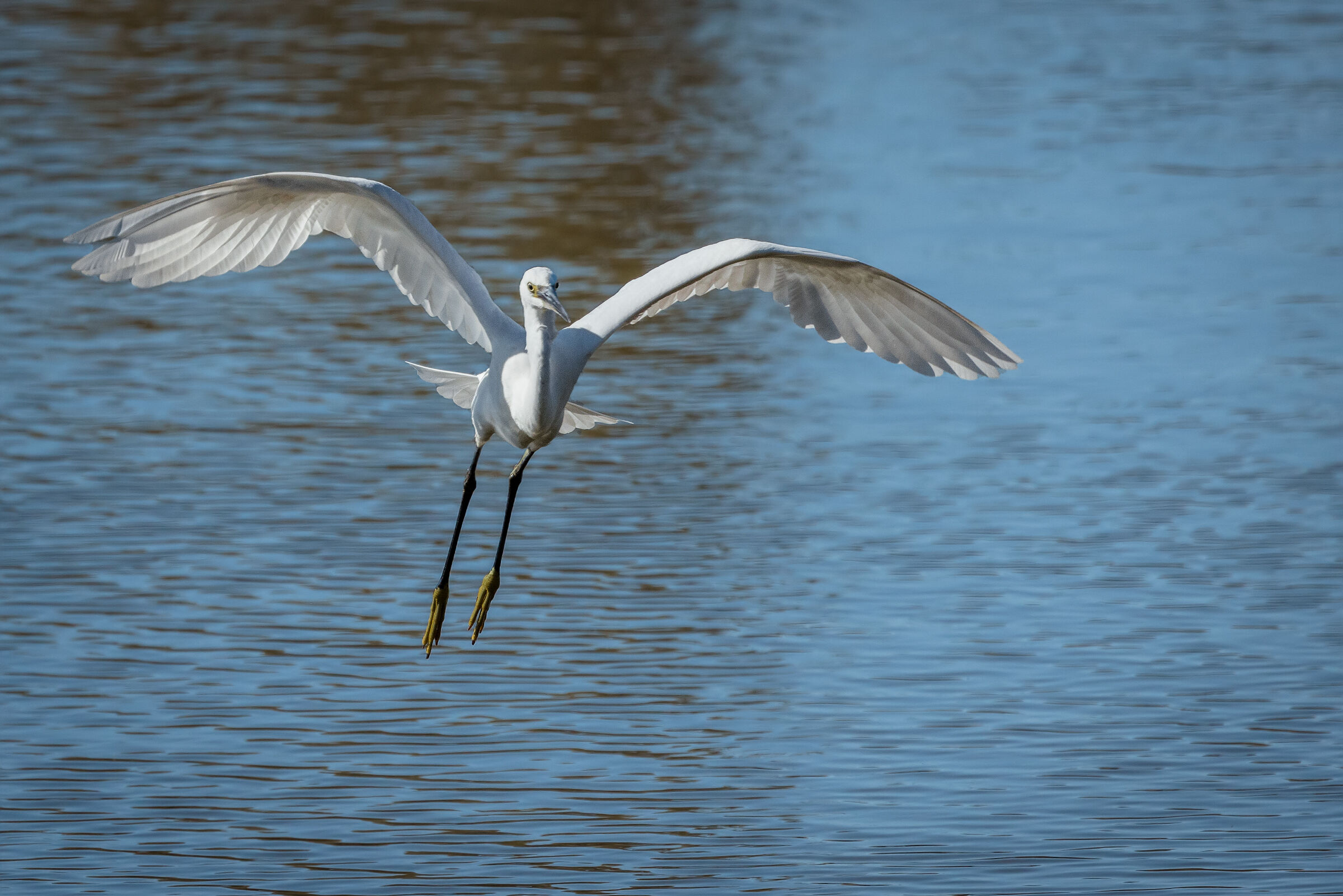 Egretta egret n.1