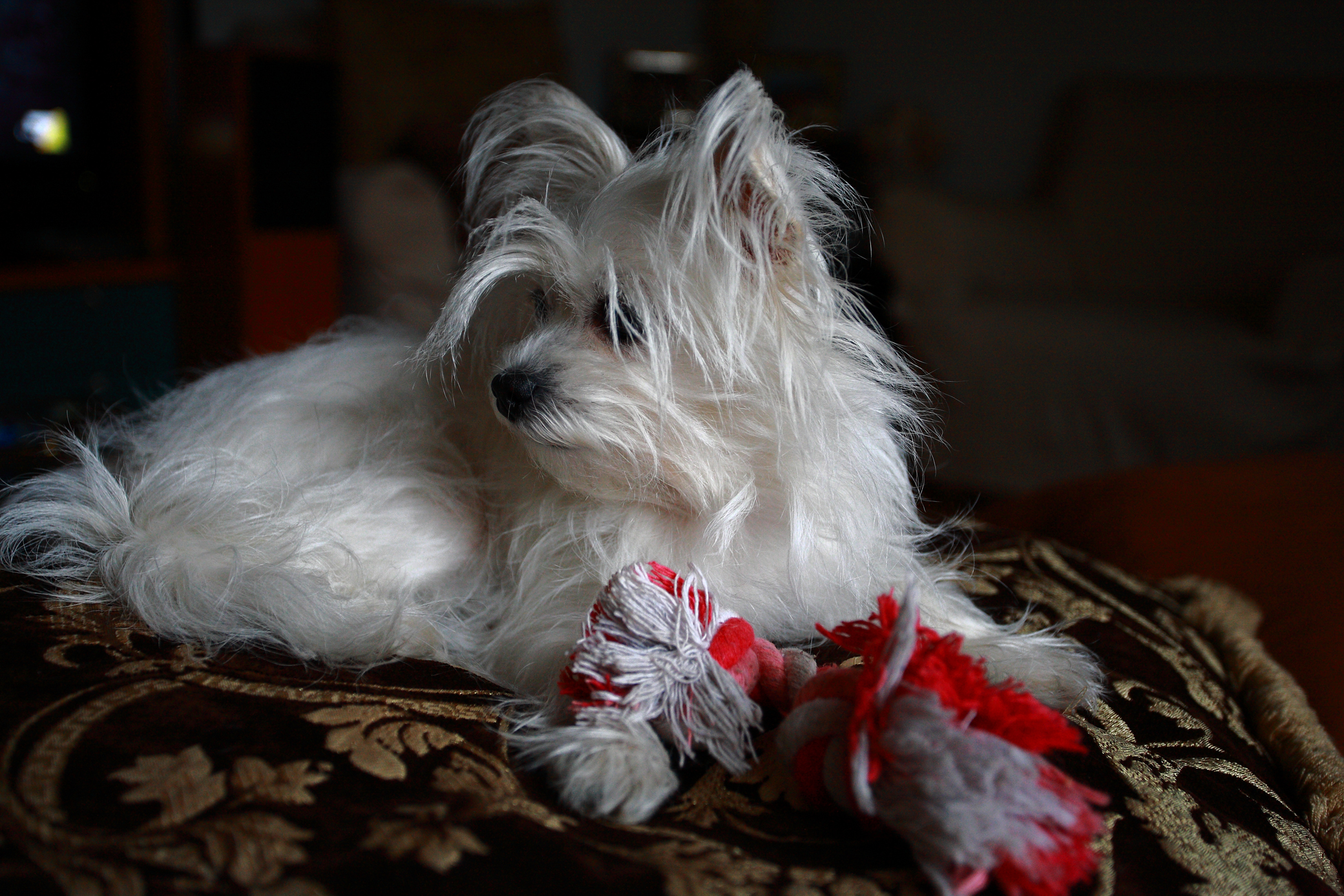 The Prfincipessa Sissi 2