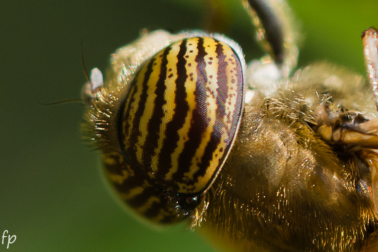 Mosca Tigre (Particolare)