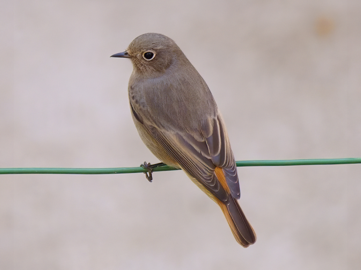 Codirosso F. (Phoenicurus phoenicurus)