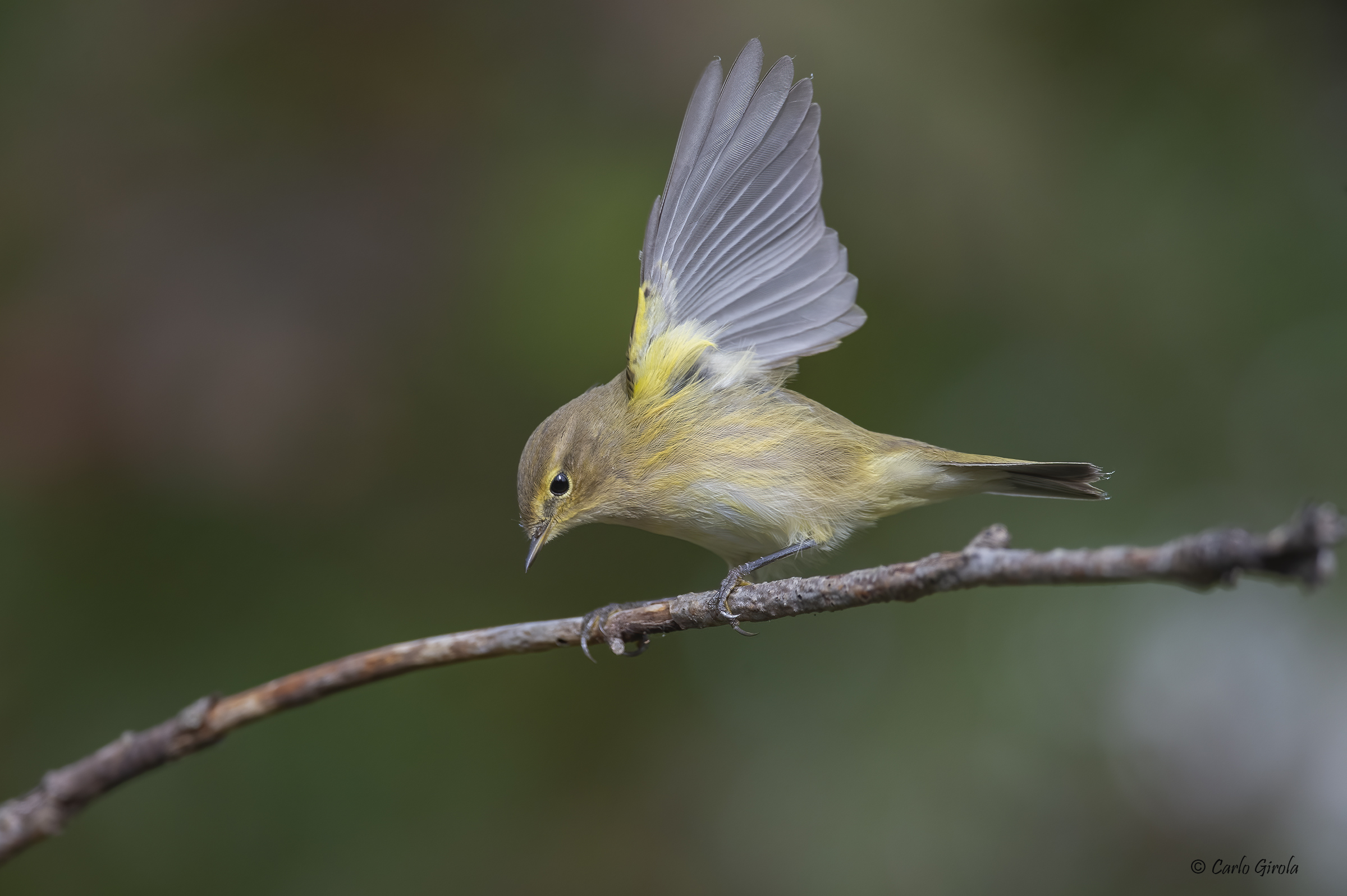 Small Luì (Phylloscopus collybita)