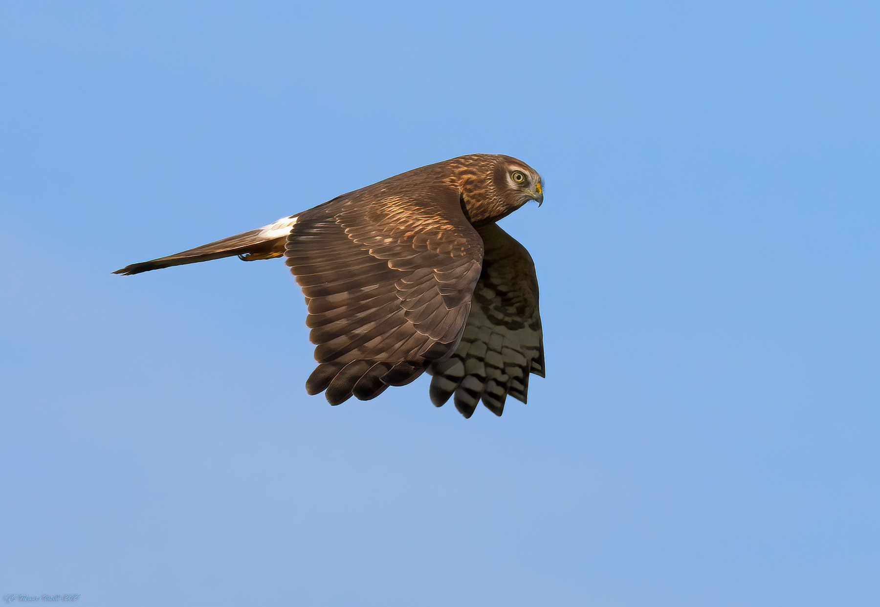 Harrier (Circus cyaneus)