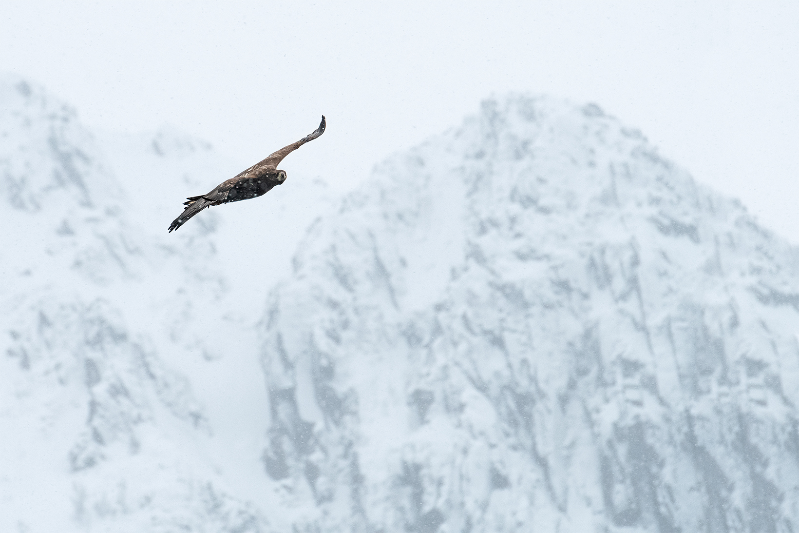 aquila di mare, lofoten