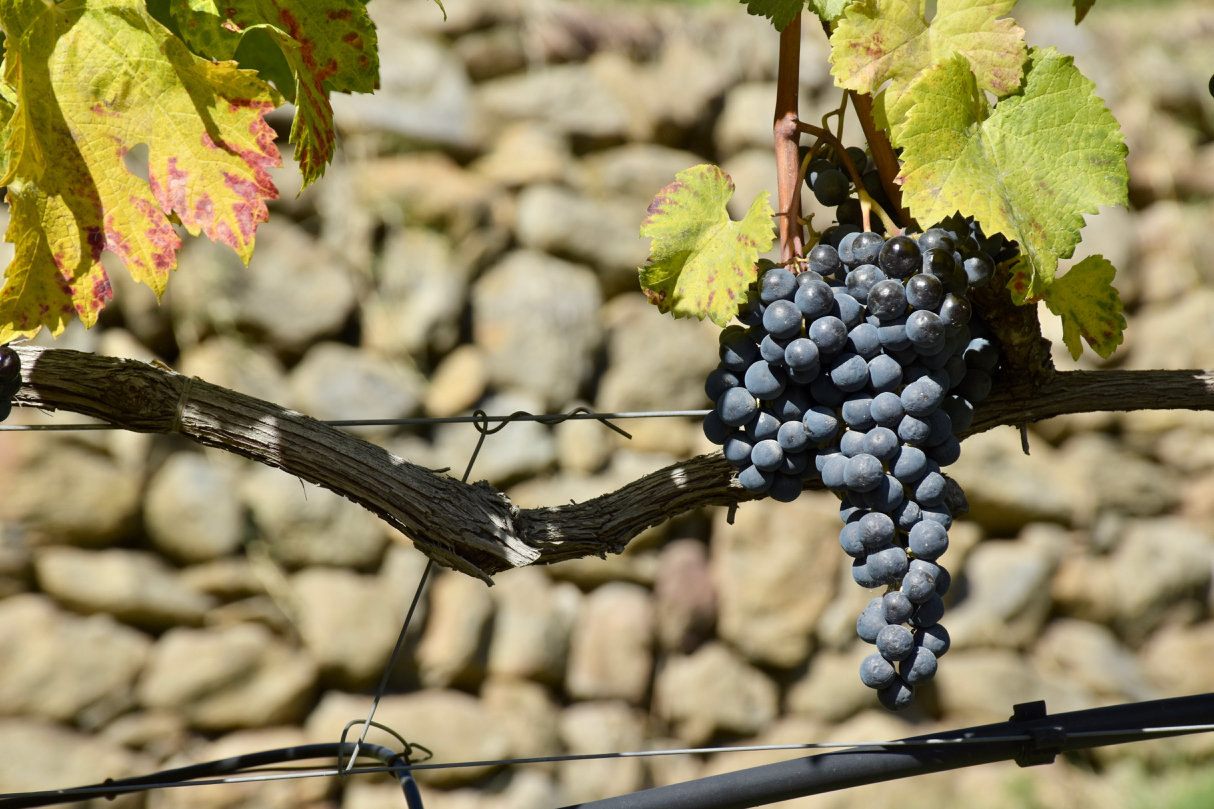 Schiava (vitigno) a Lagundo - Merano