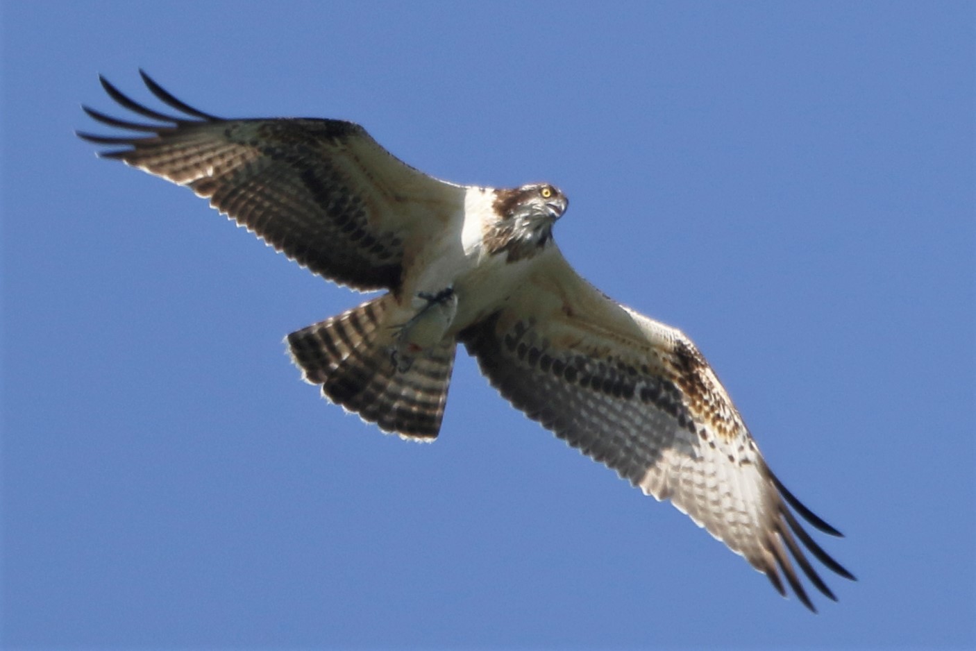 Osprey with prey 231 bis