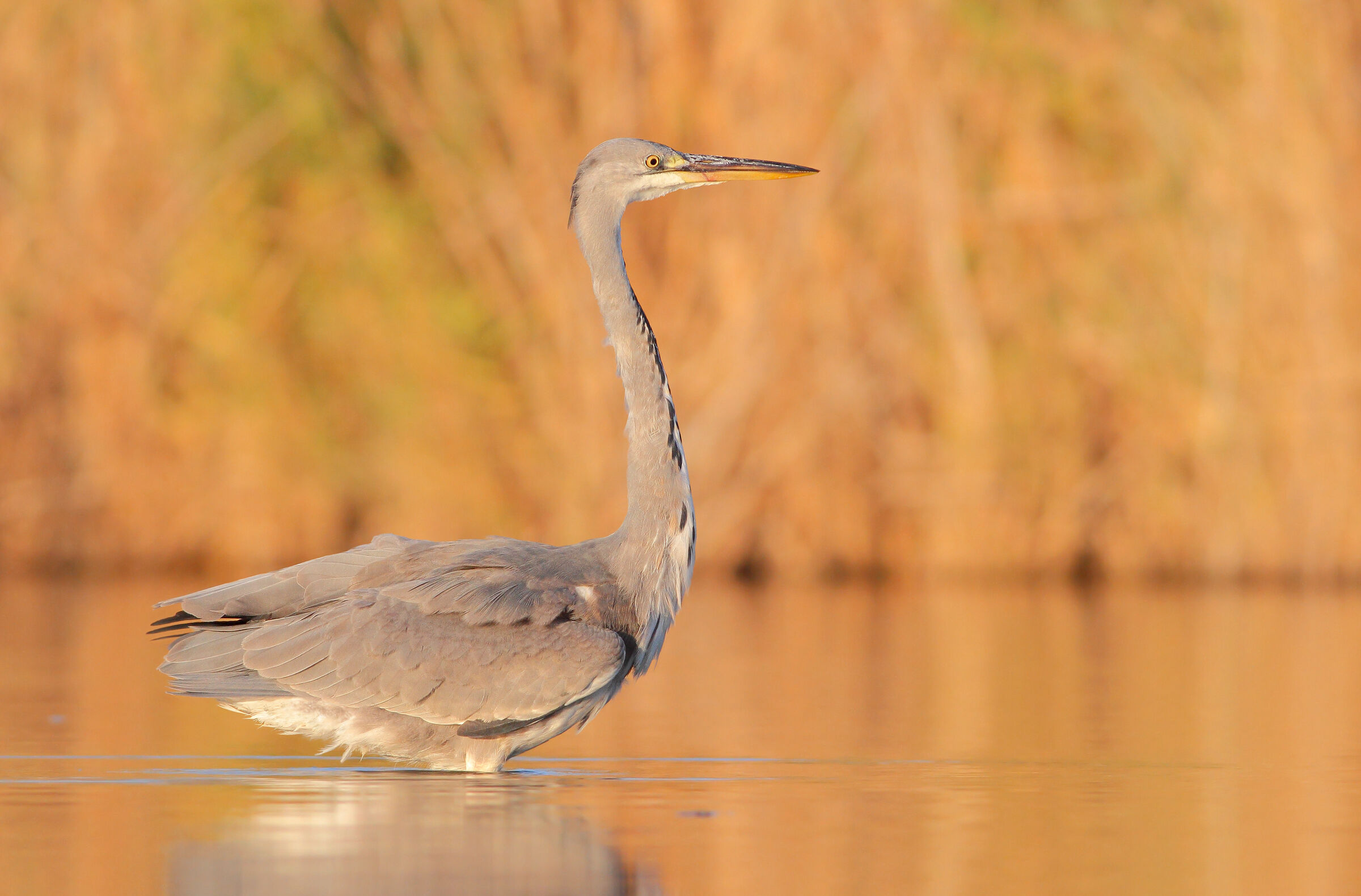 Grey heron