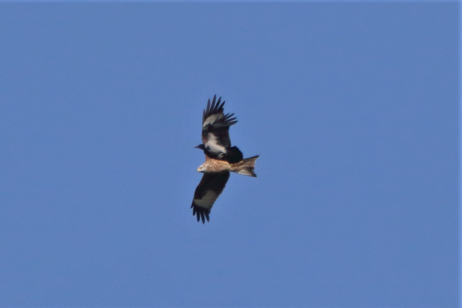 Red kite