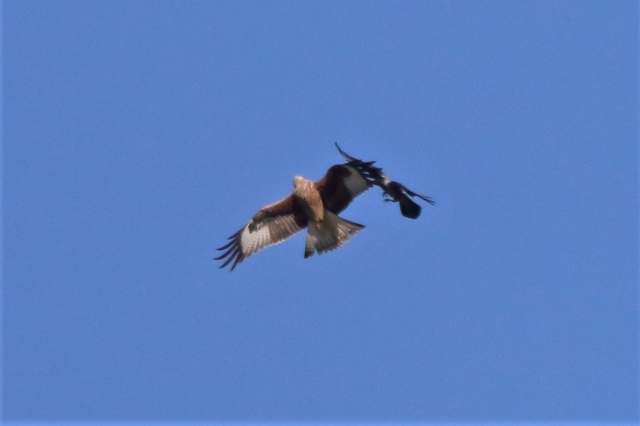 Red kite