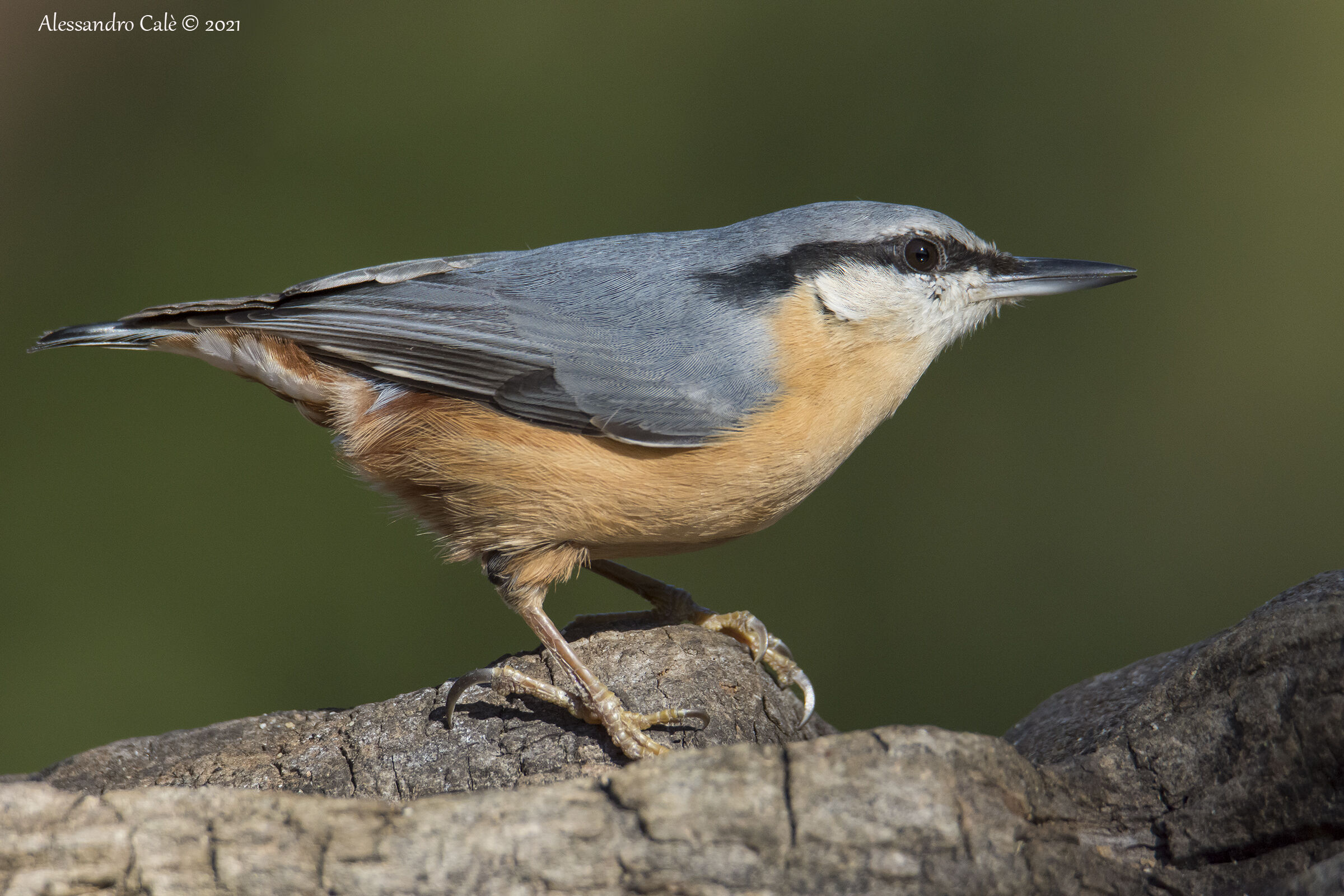 Sitta europea (Picchio muratore) 9330