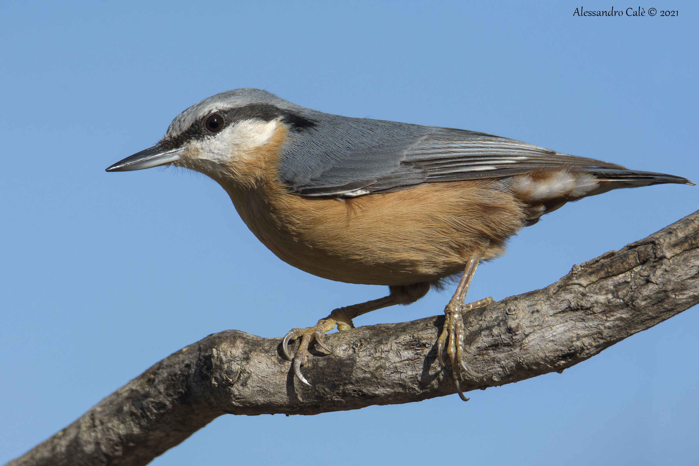 Sitta europea (Picchio muratore) 9561