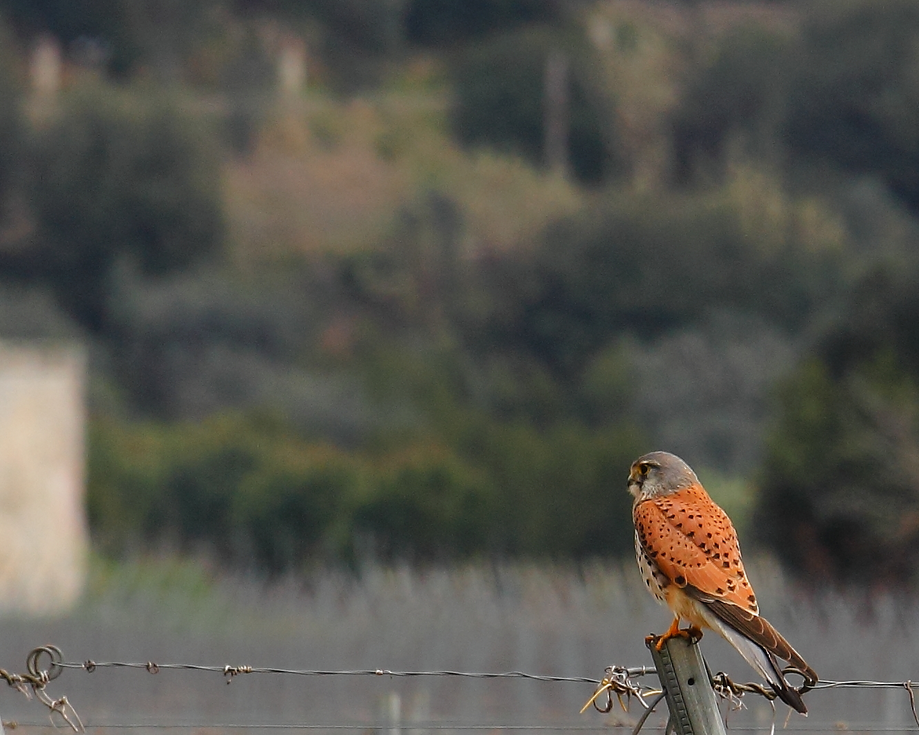 Kestrel