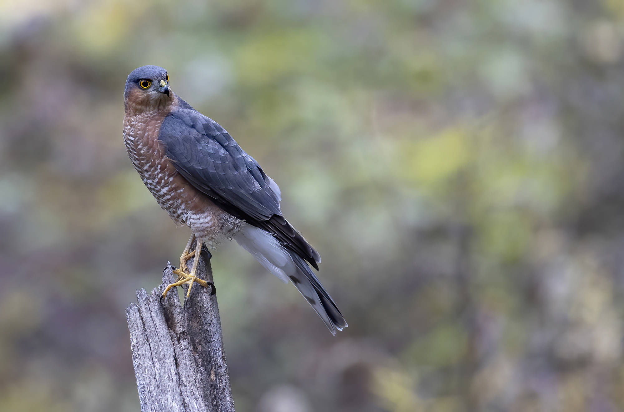il posatoio dello sparviere