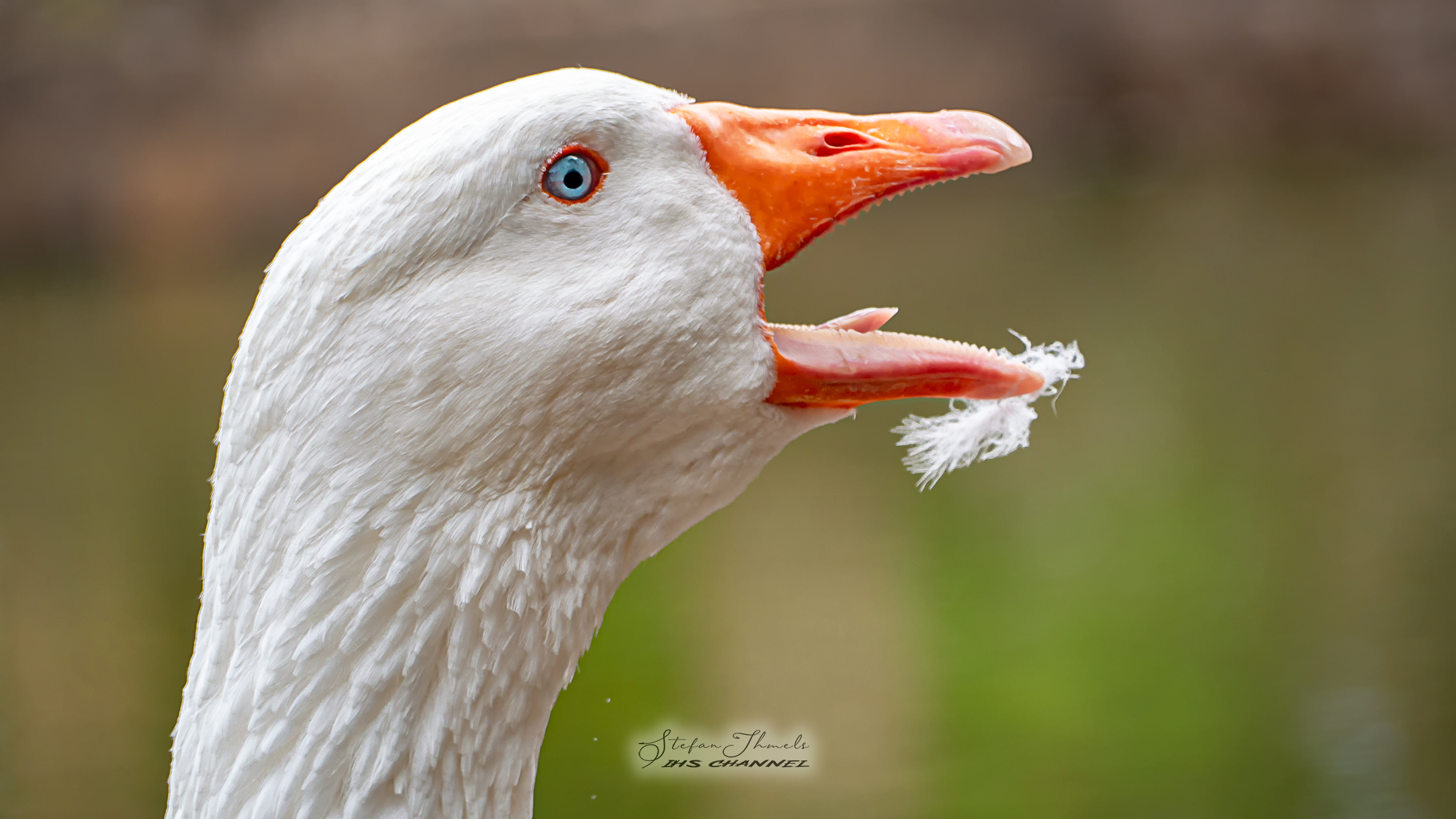 Oca al laghetto di Santa Degna - Aggius (Sardegna)