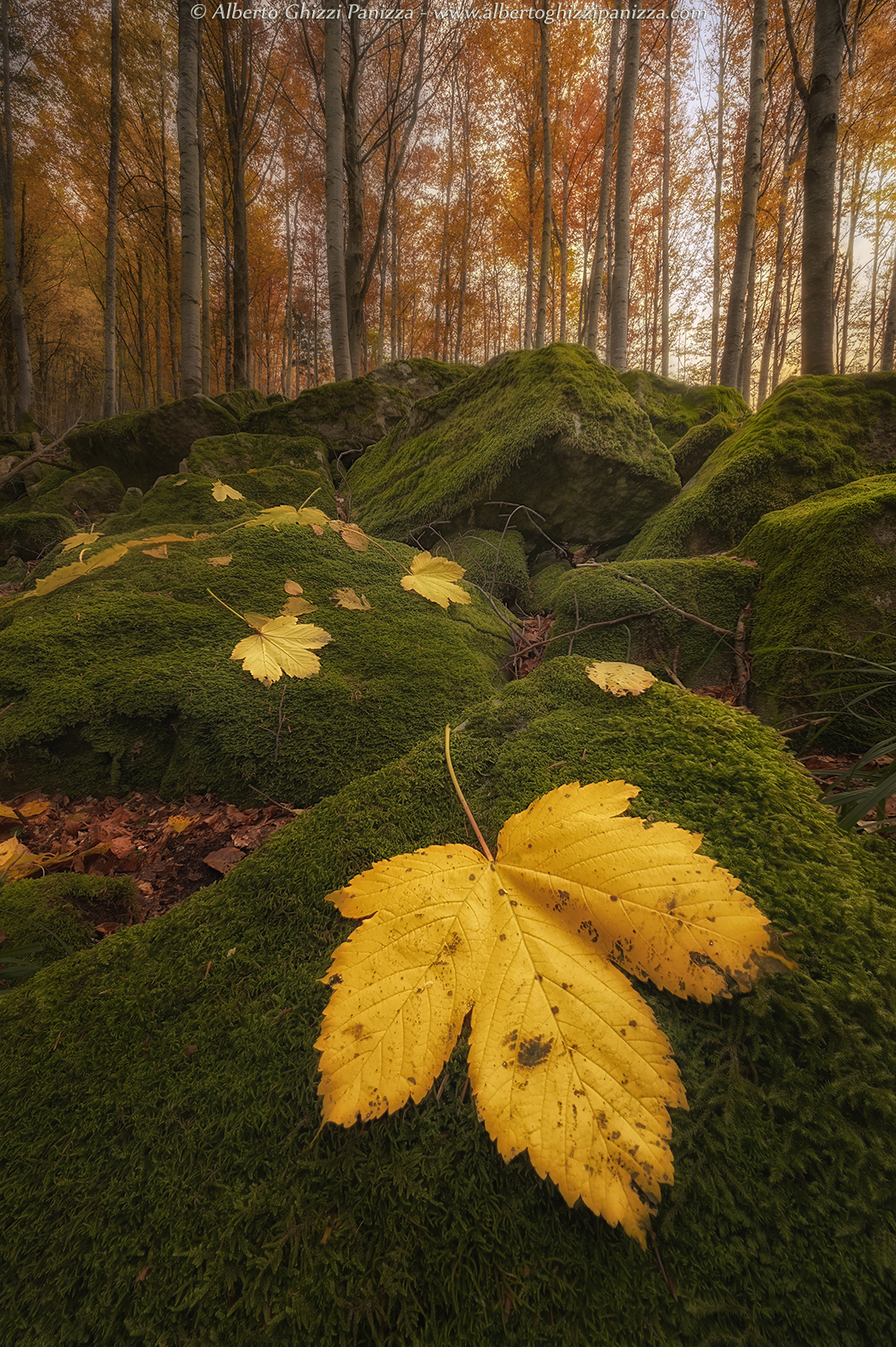 I colori che amo dell'autunno #2