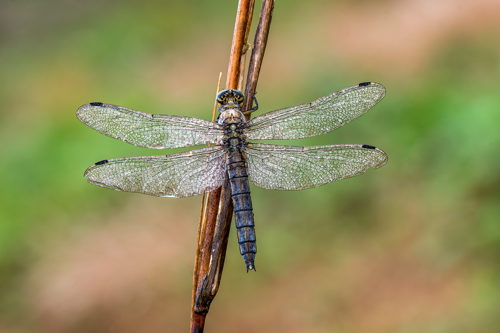 Orthetrum cancellatum