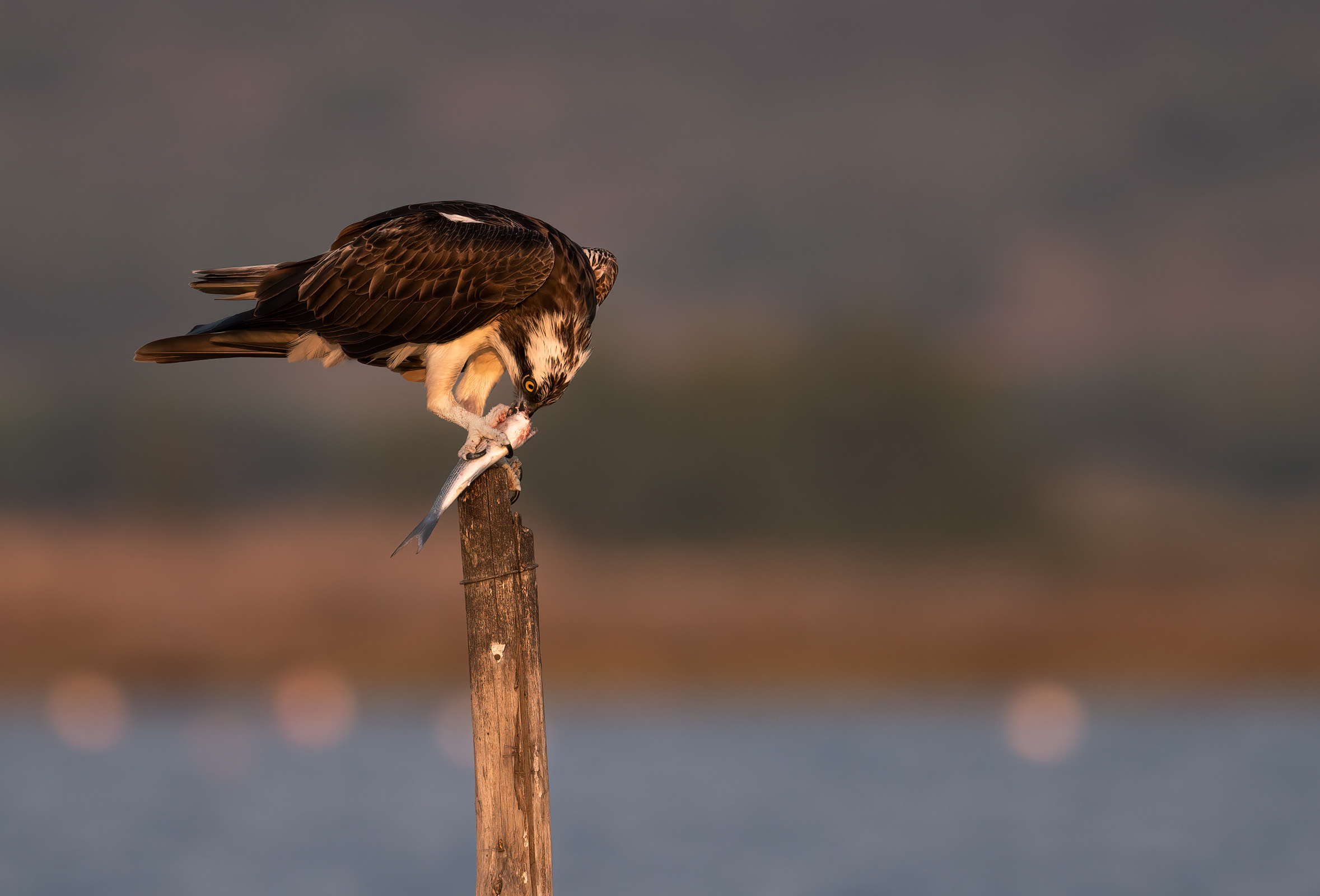 the fisherman's meal