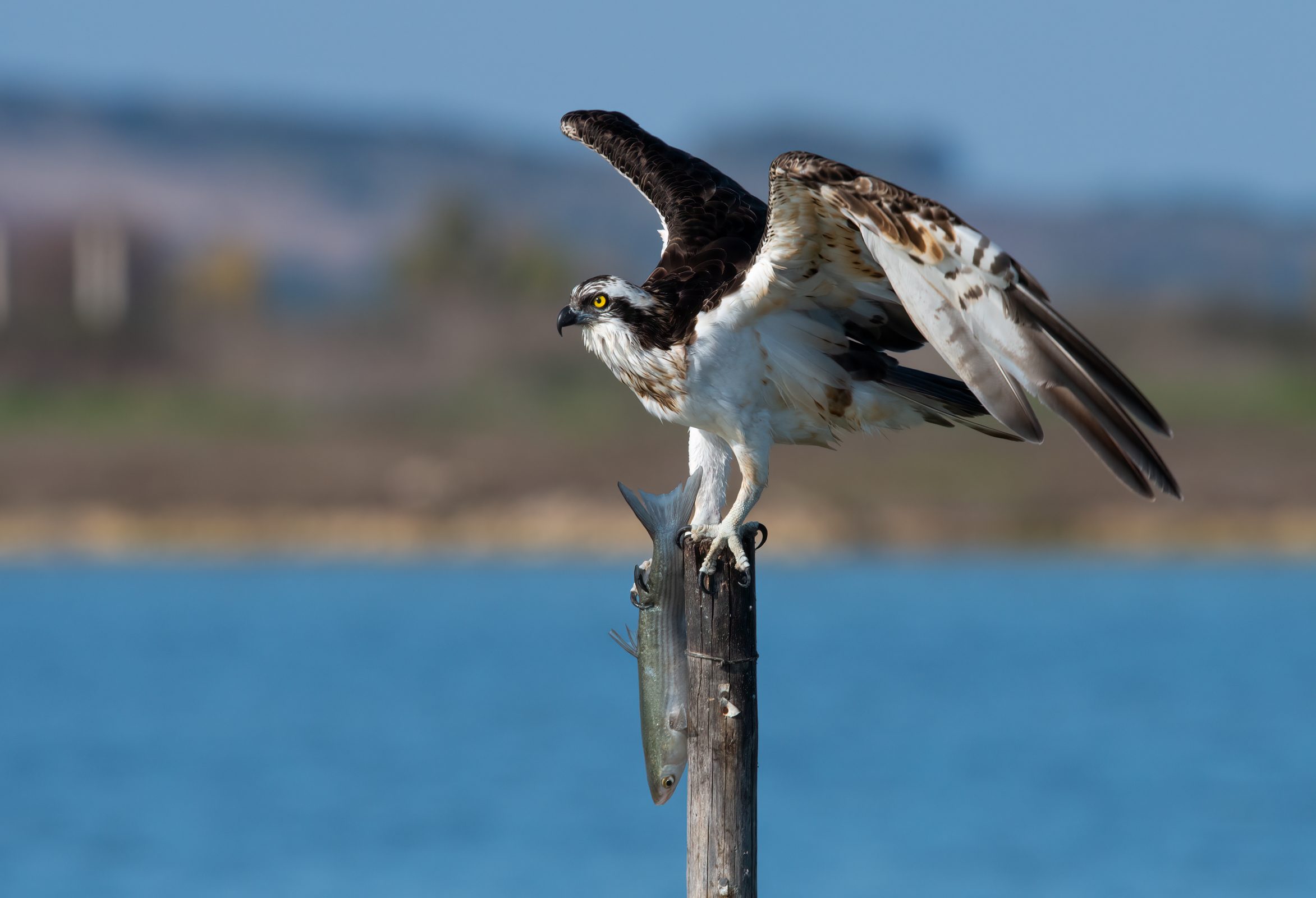 Falco pescatore