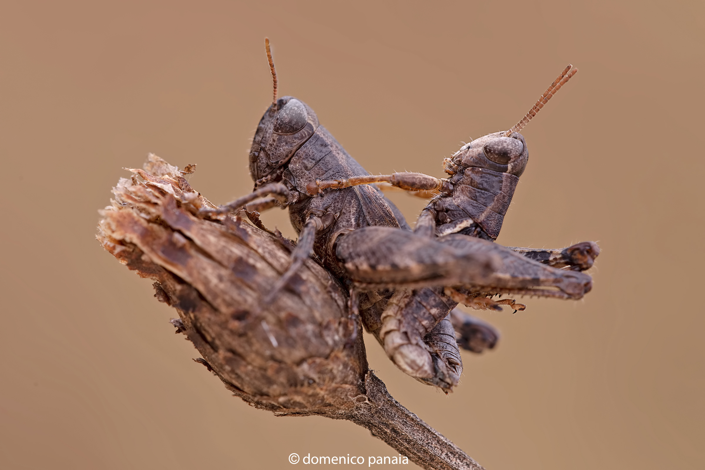mating crickets