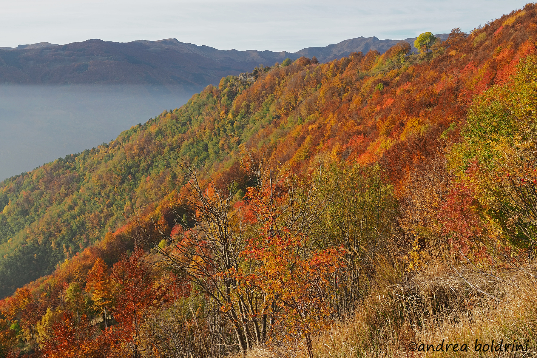Delizie per gli occhi..