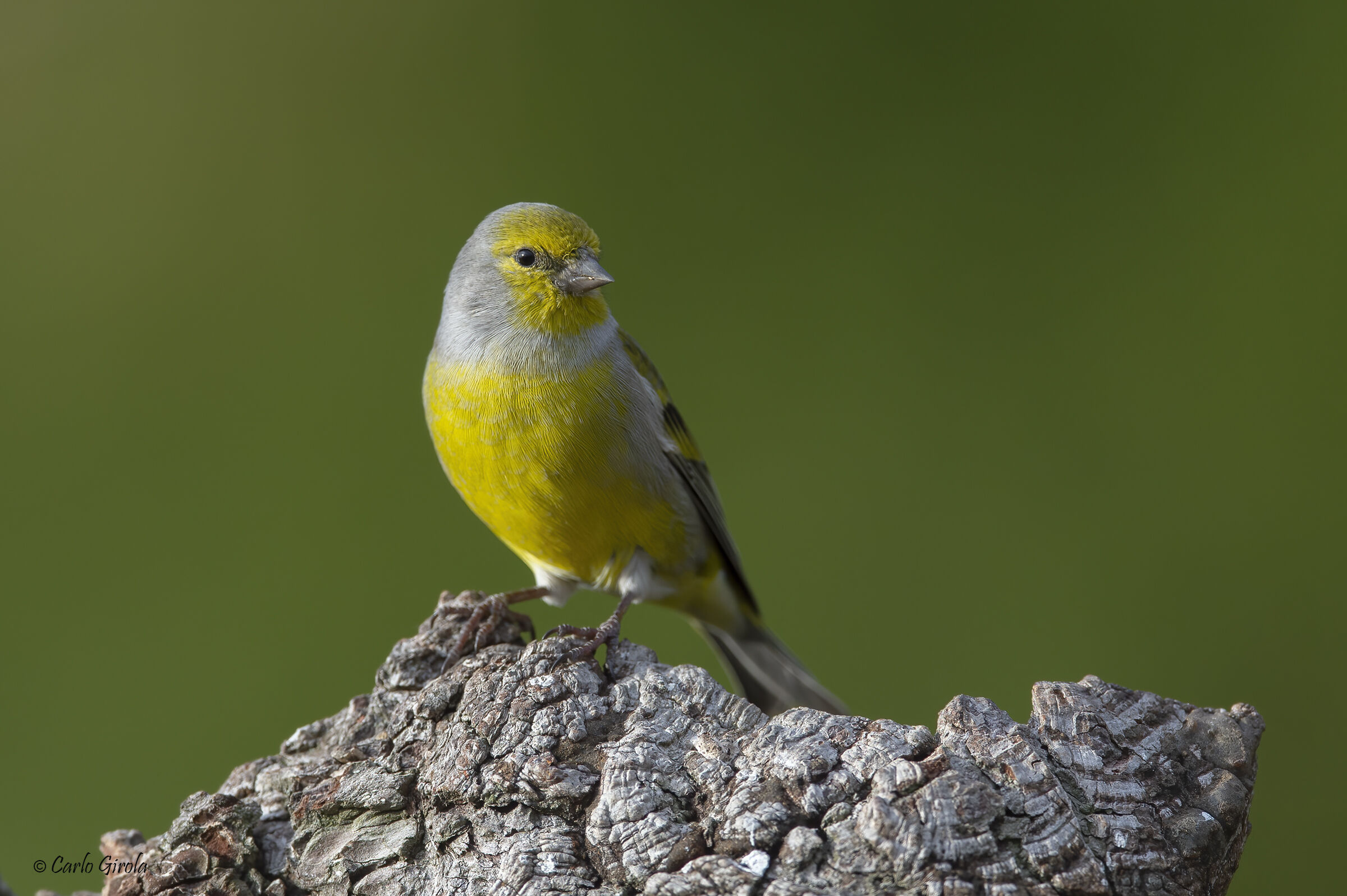 Venturone alpino (Carduelis citrinella)