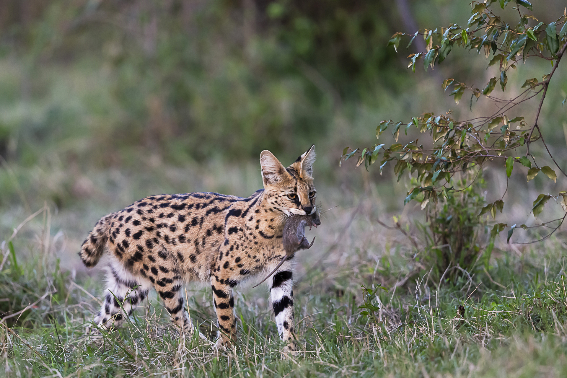 Mamma Serval with prey
