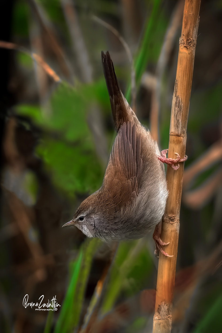 River nightingale