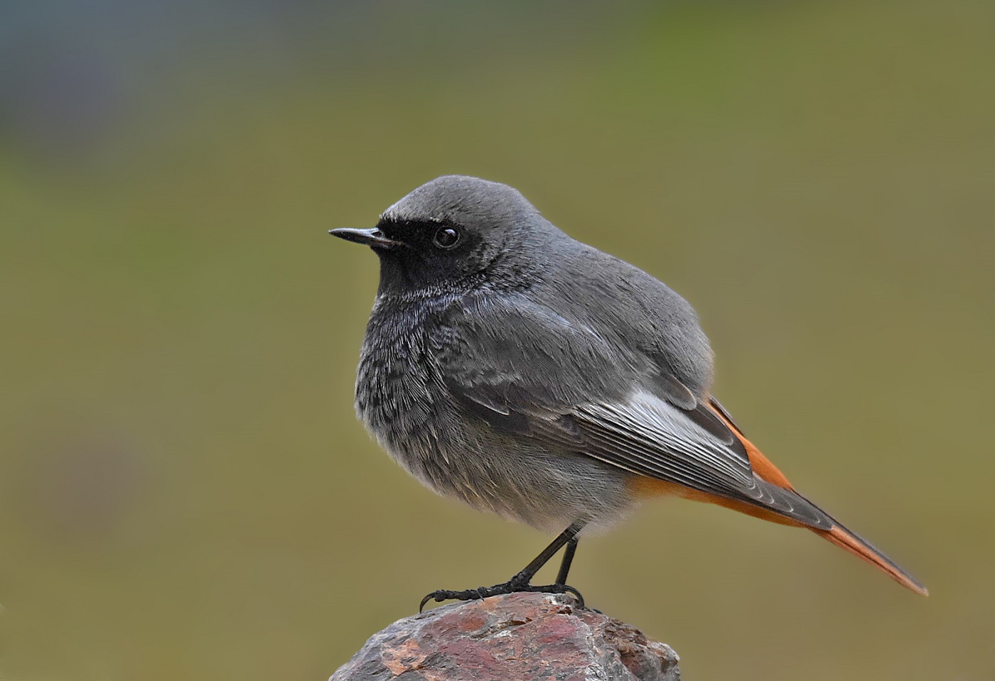Black redstart