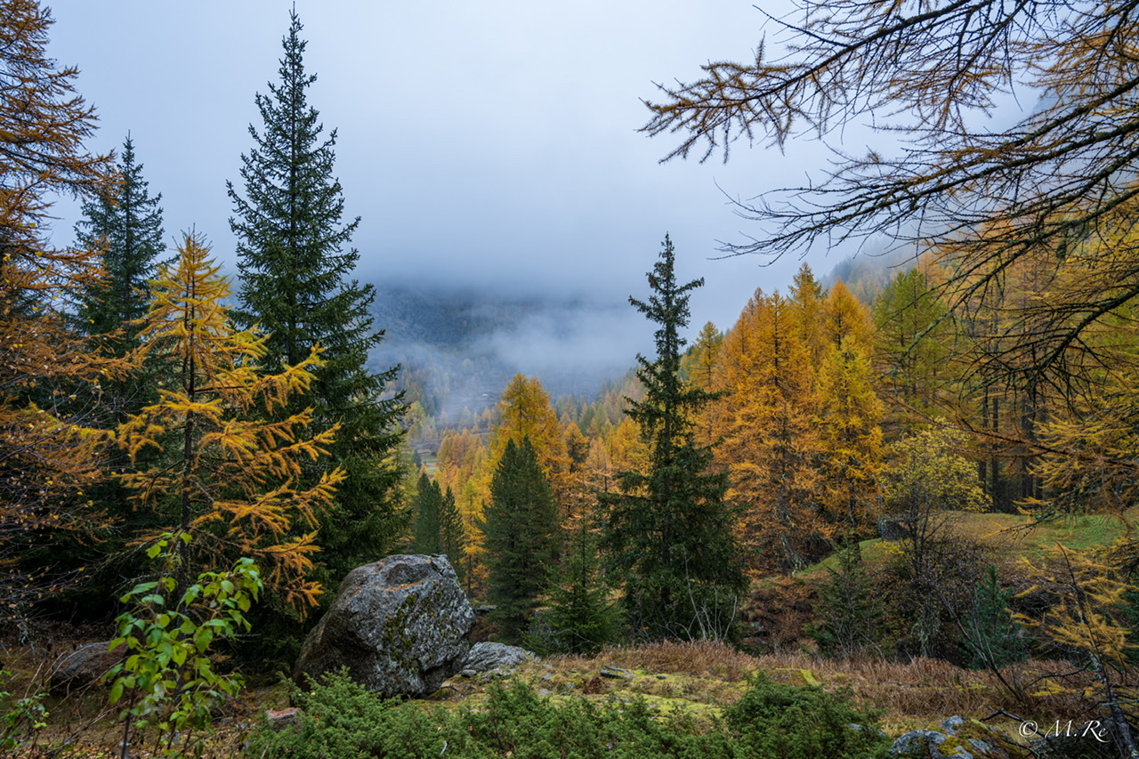 Boschi intorno a Lillaz