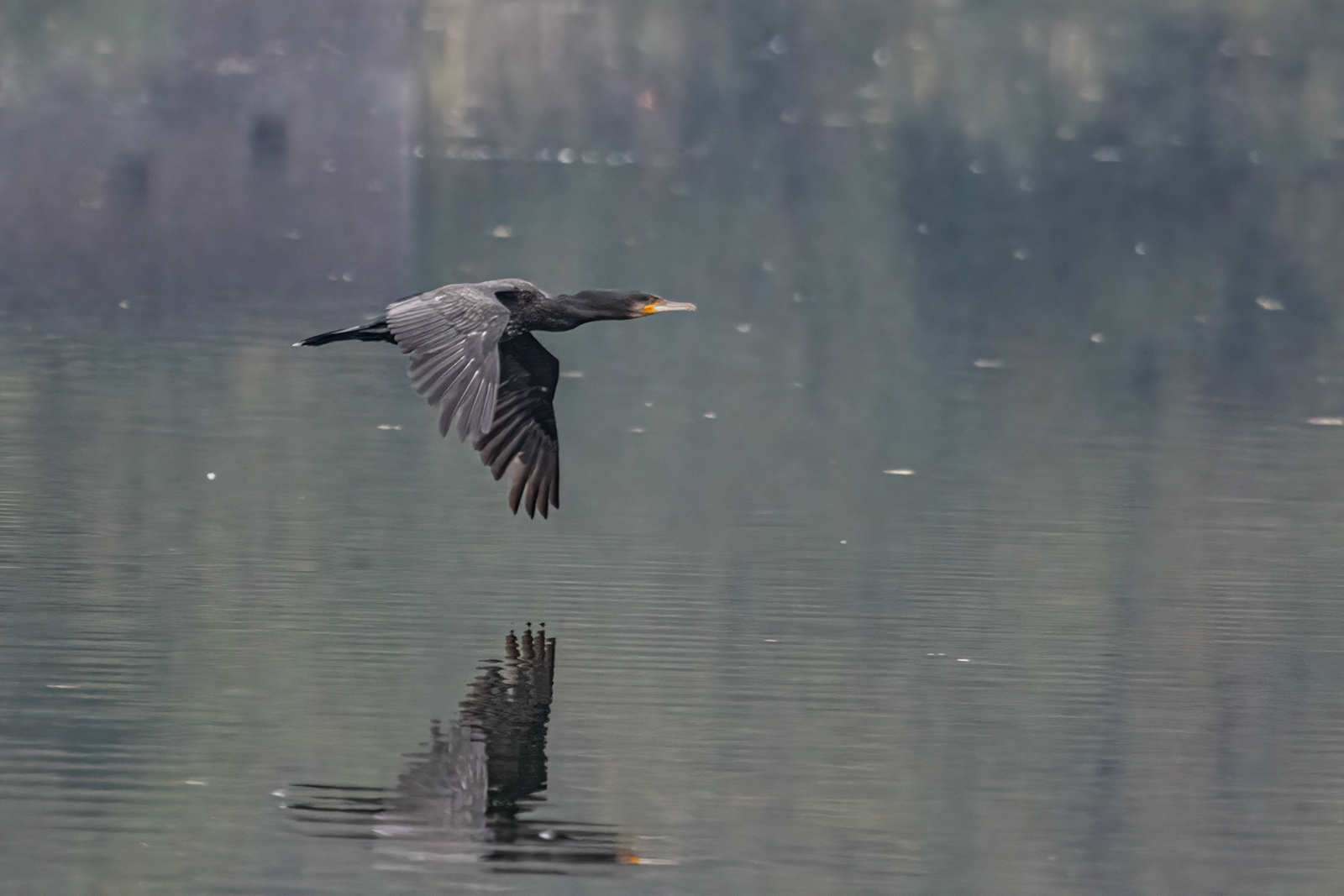 cormorano