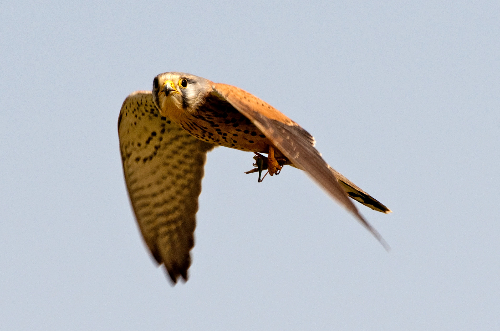 Common Kestrel - Falco tinnunculus