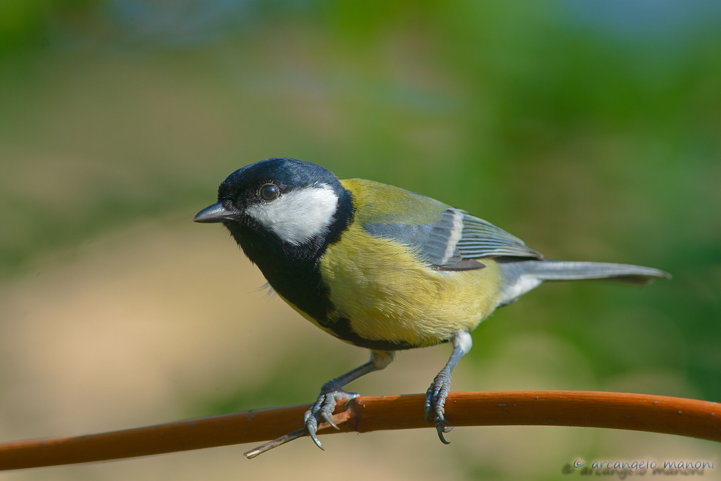 The return of the great