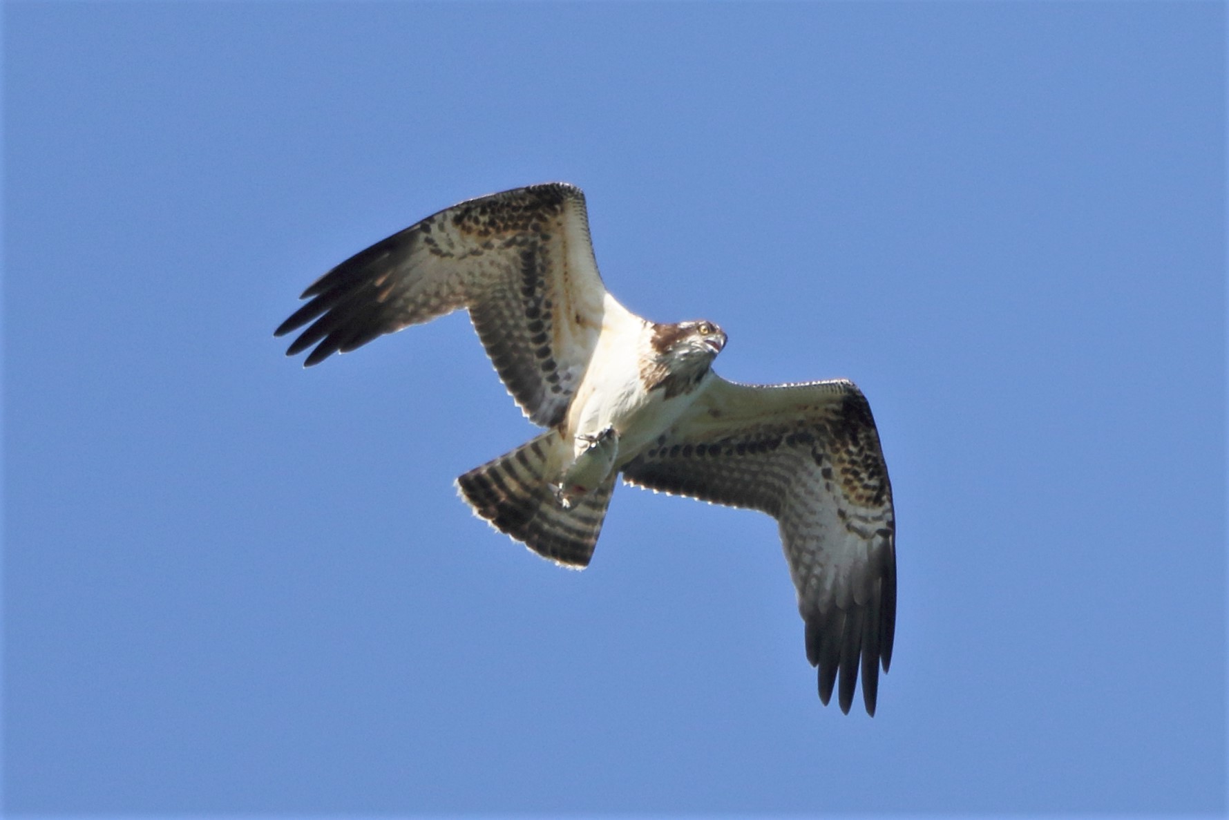 Osprey with prey 232