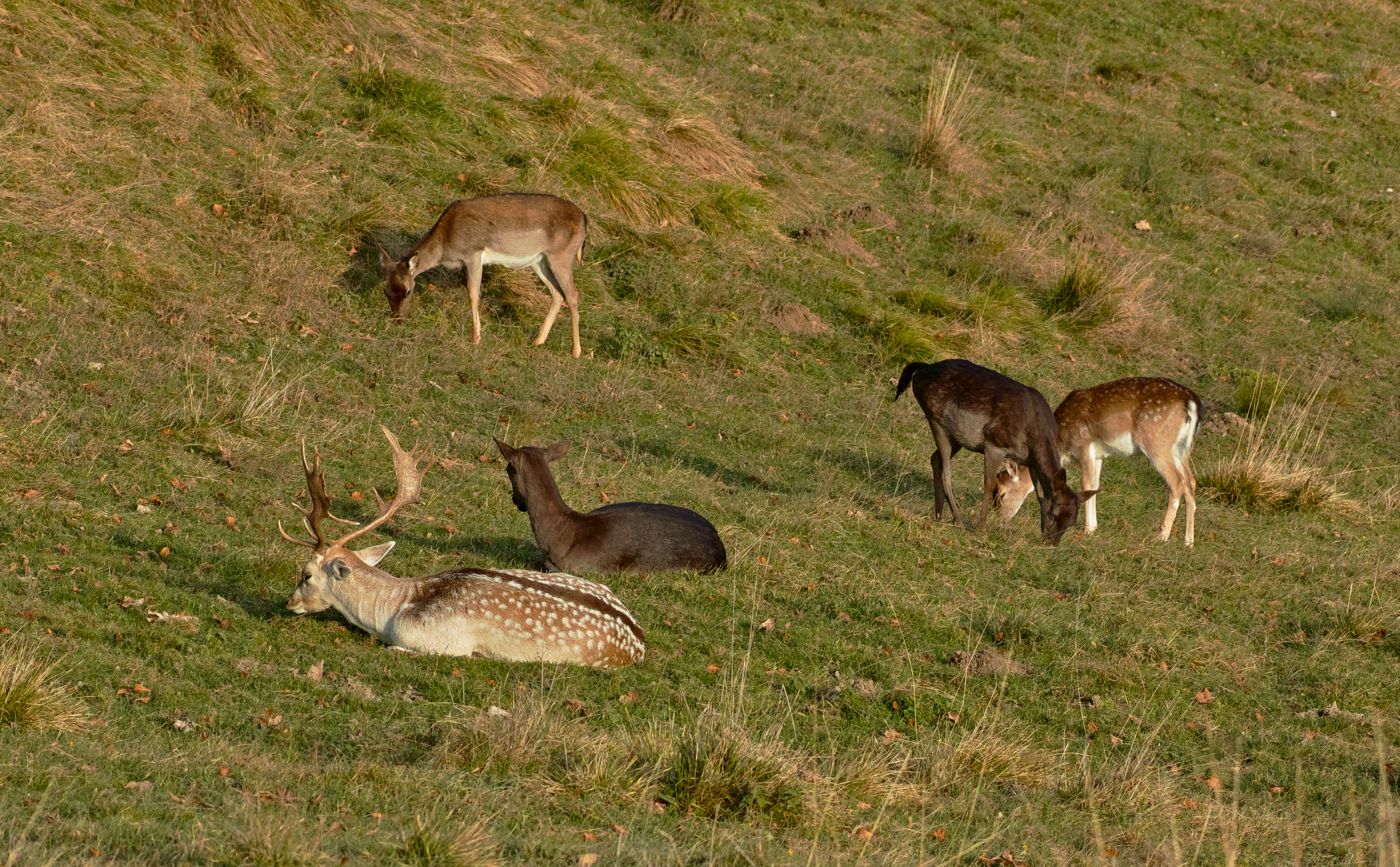 Deer in relaxation (very very crop)