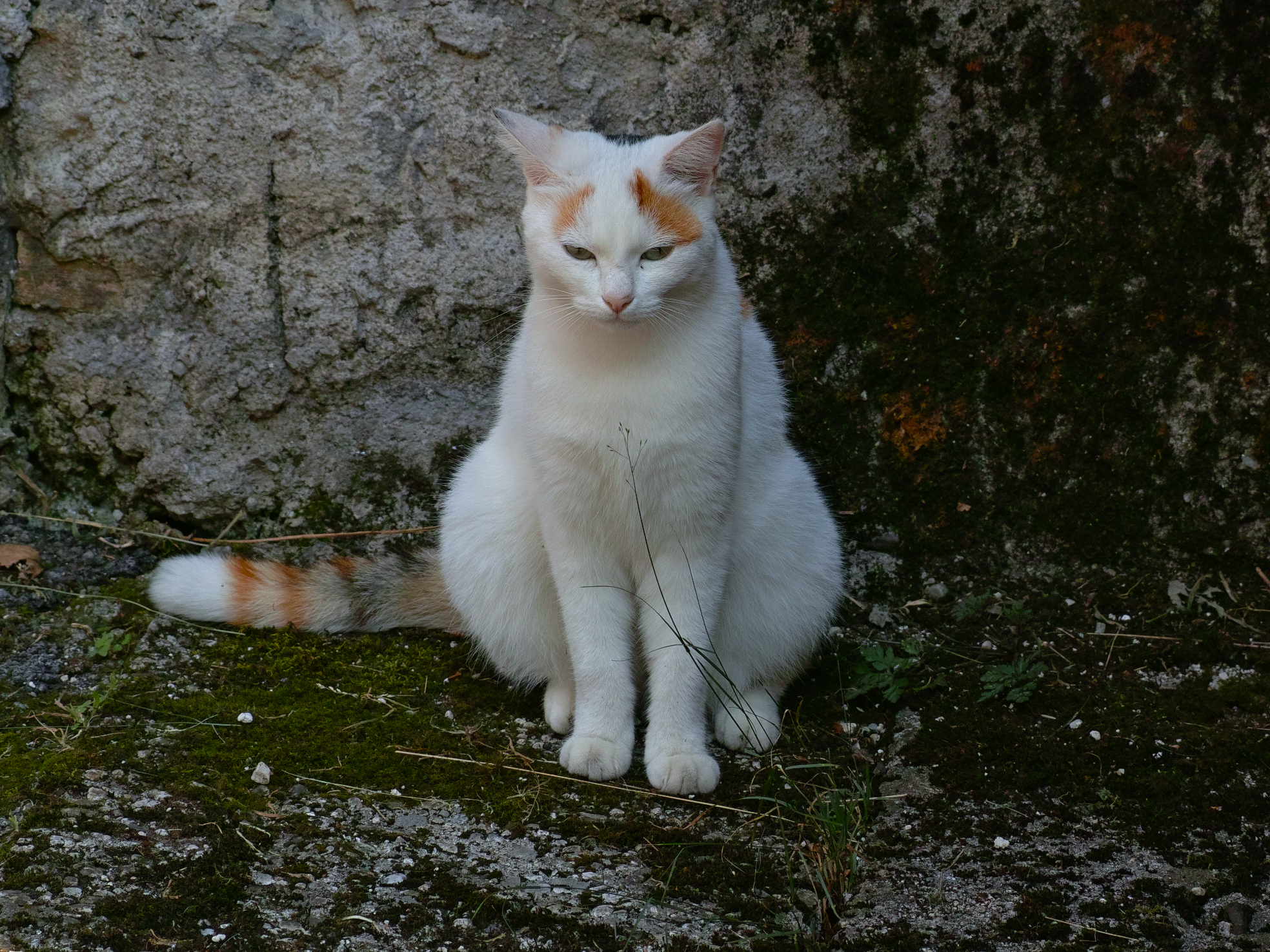 Cat of Chies