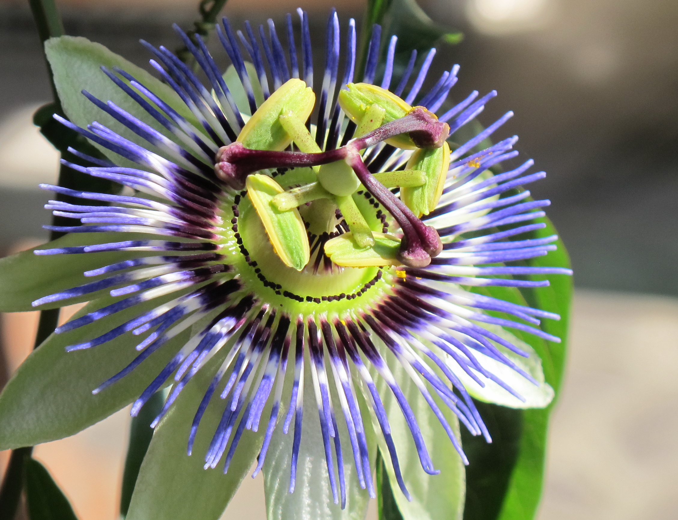 Passionflower