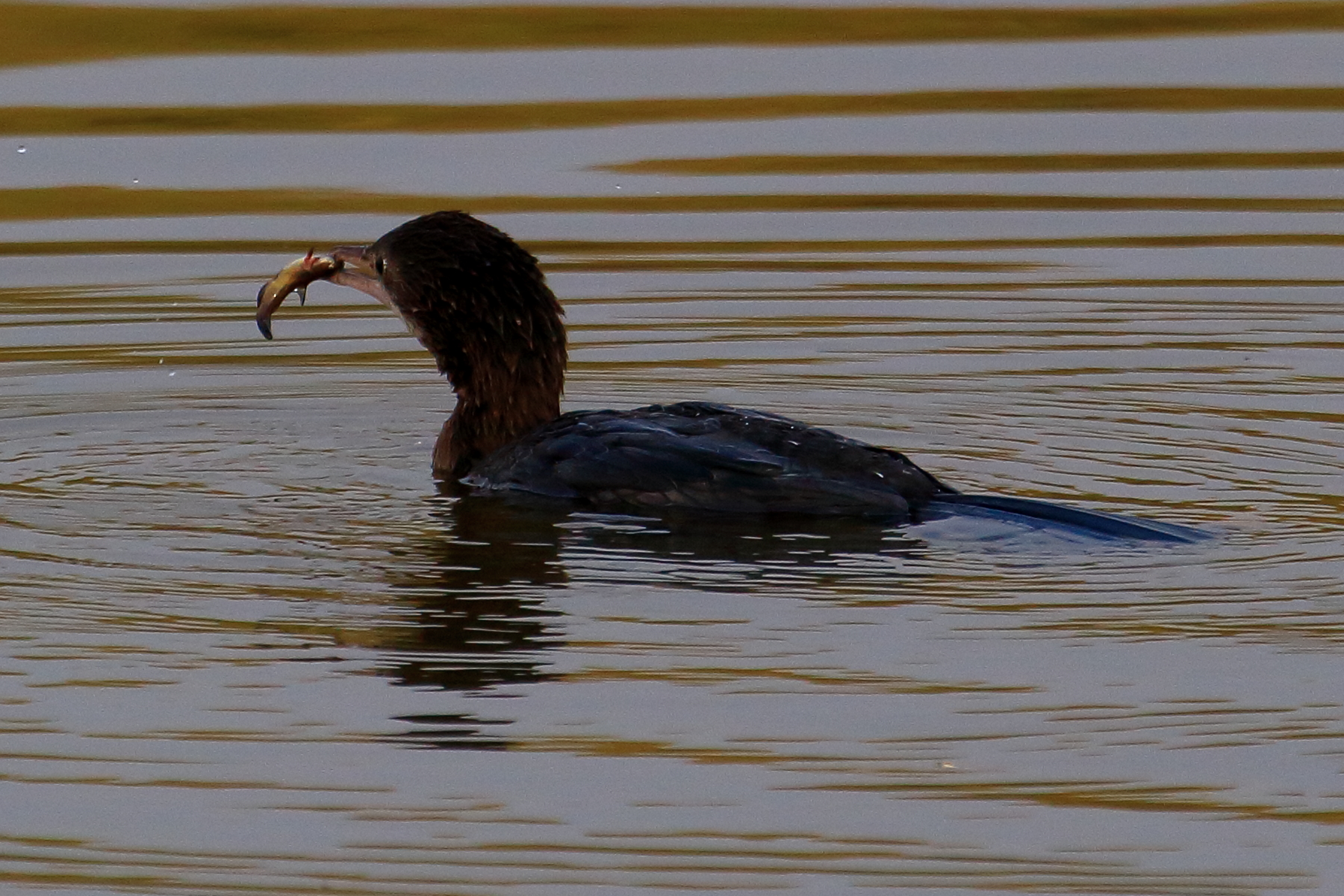 marangone minore con preda