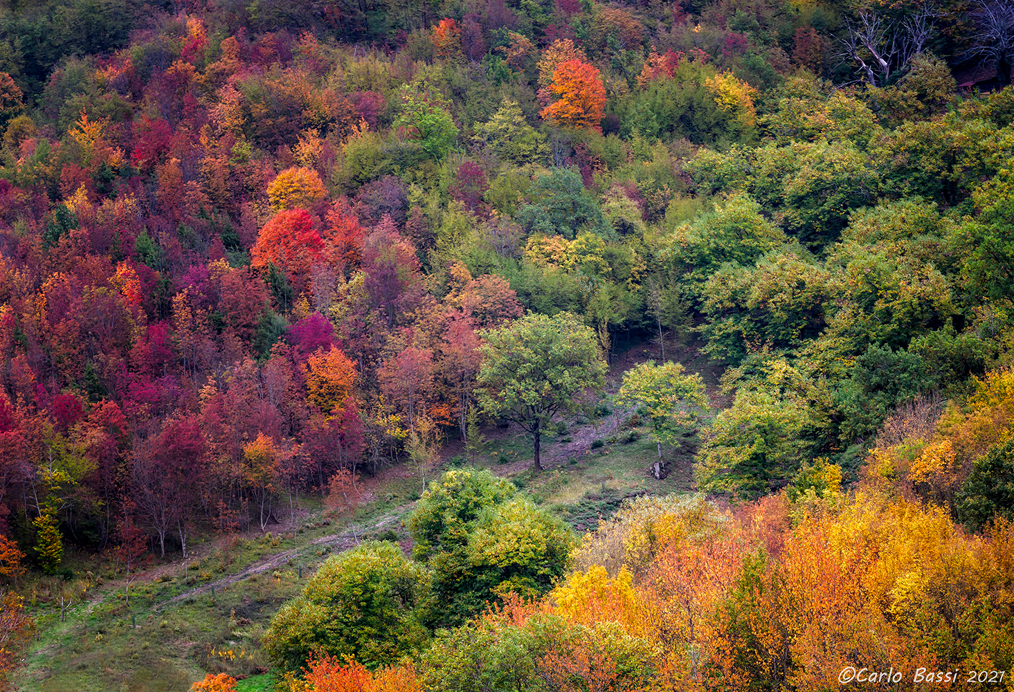 Foliage