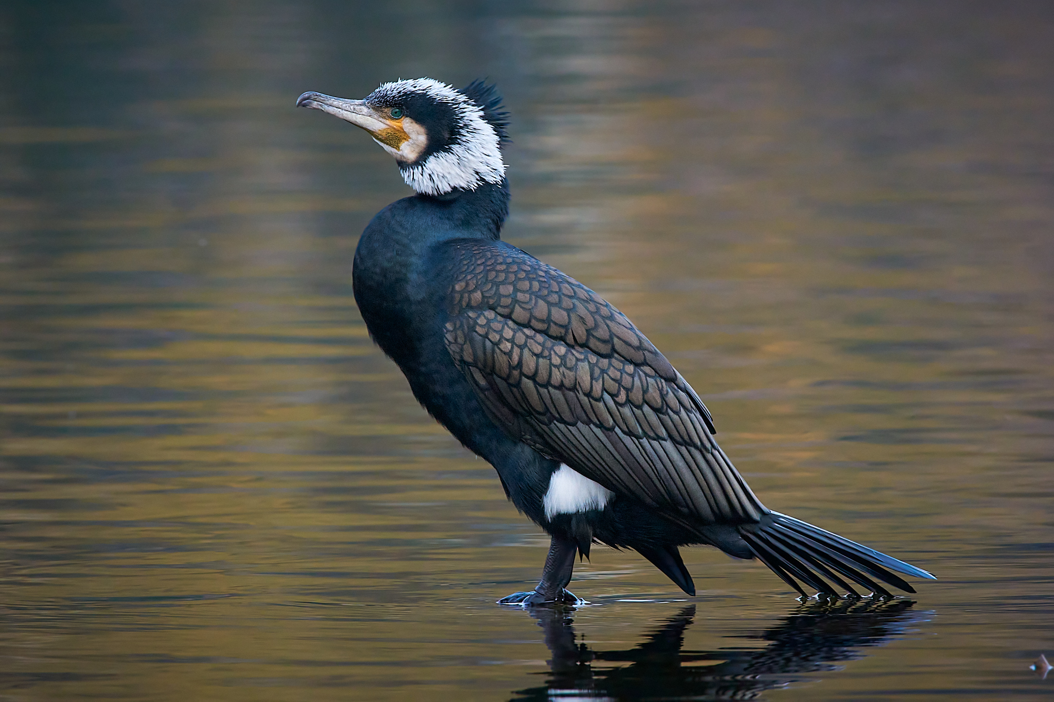 Cormorant in dress