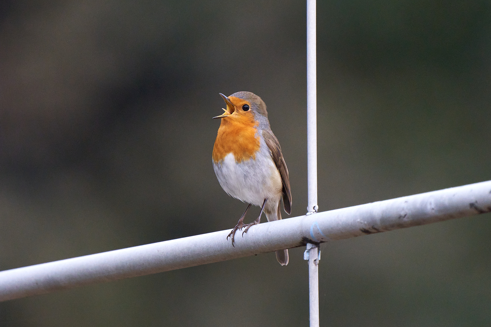 Canto del pettirosso