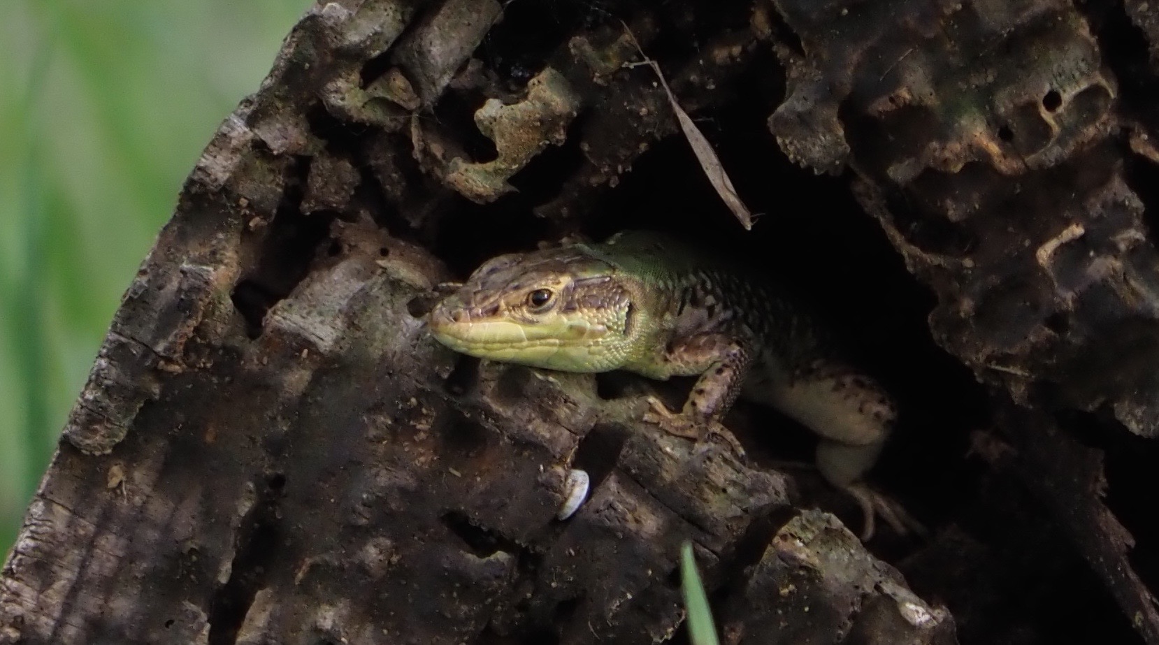 Lizard at the window